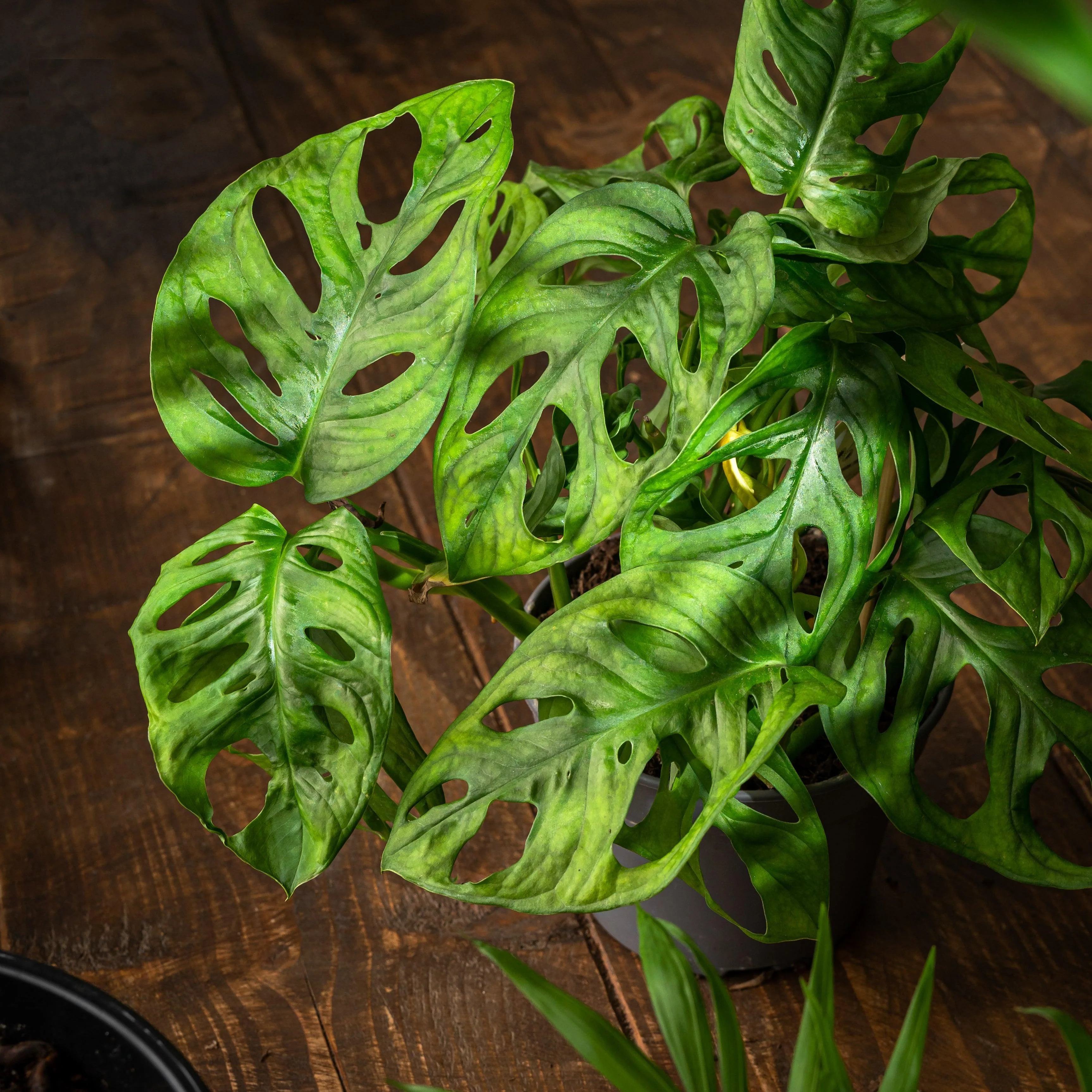 Monstera Adansonii | Monkey Mask - Image 2