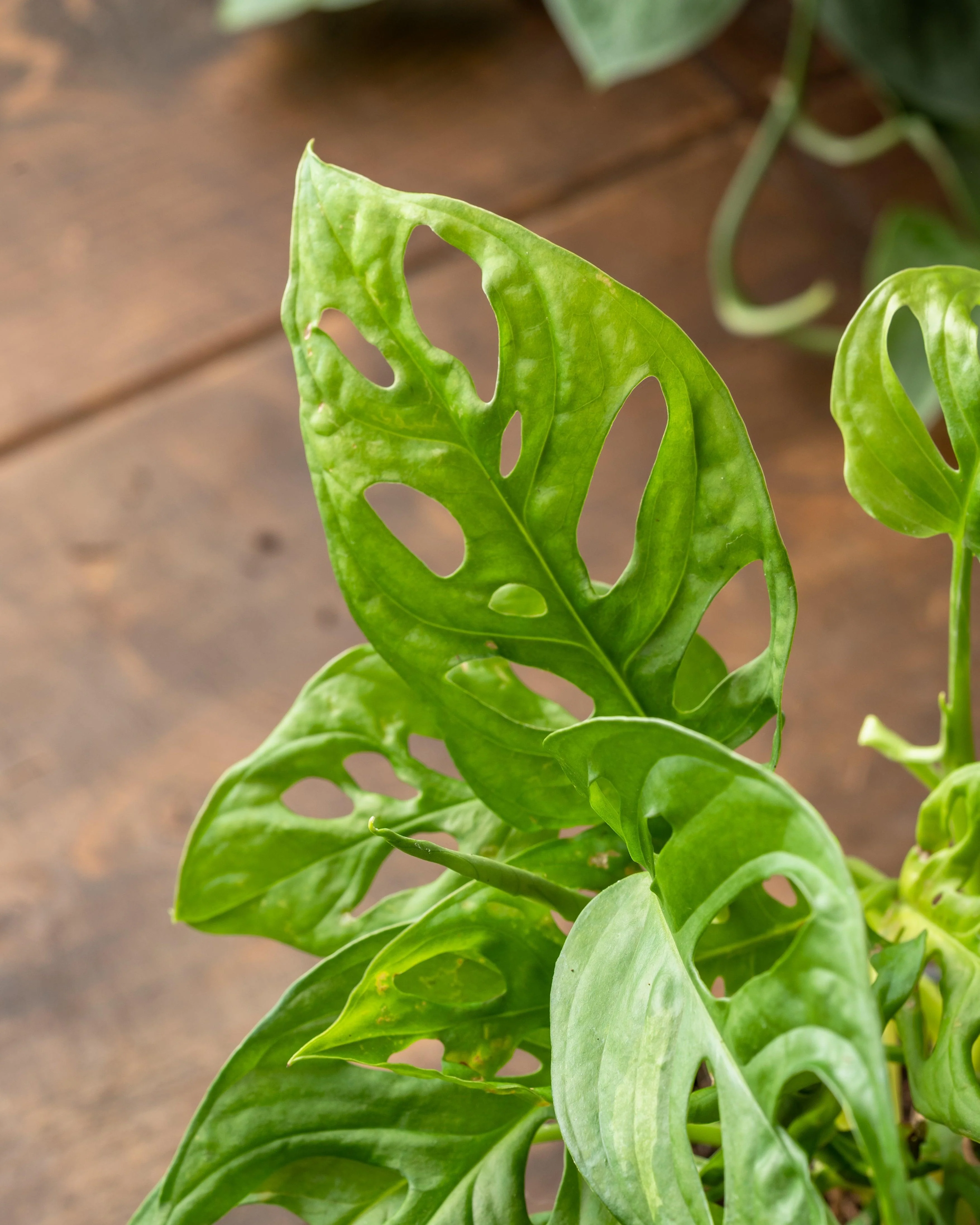 Monstera Adansonii | Monkey Mask - Image 3