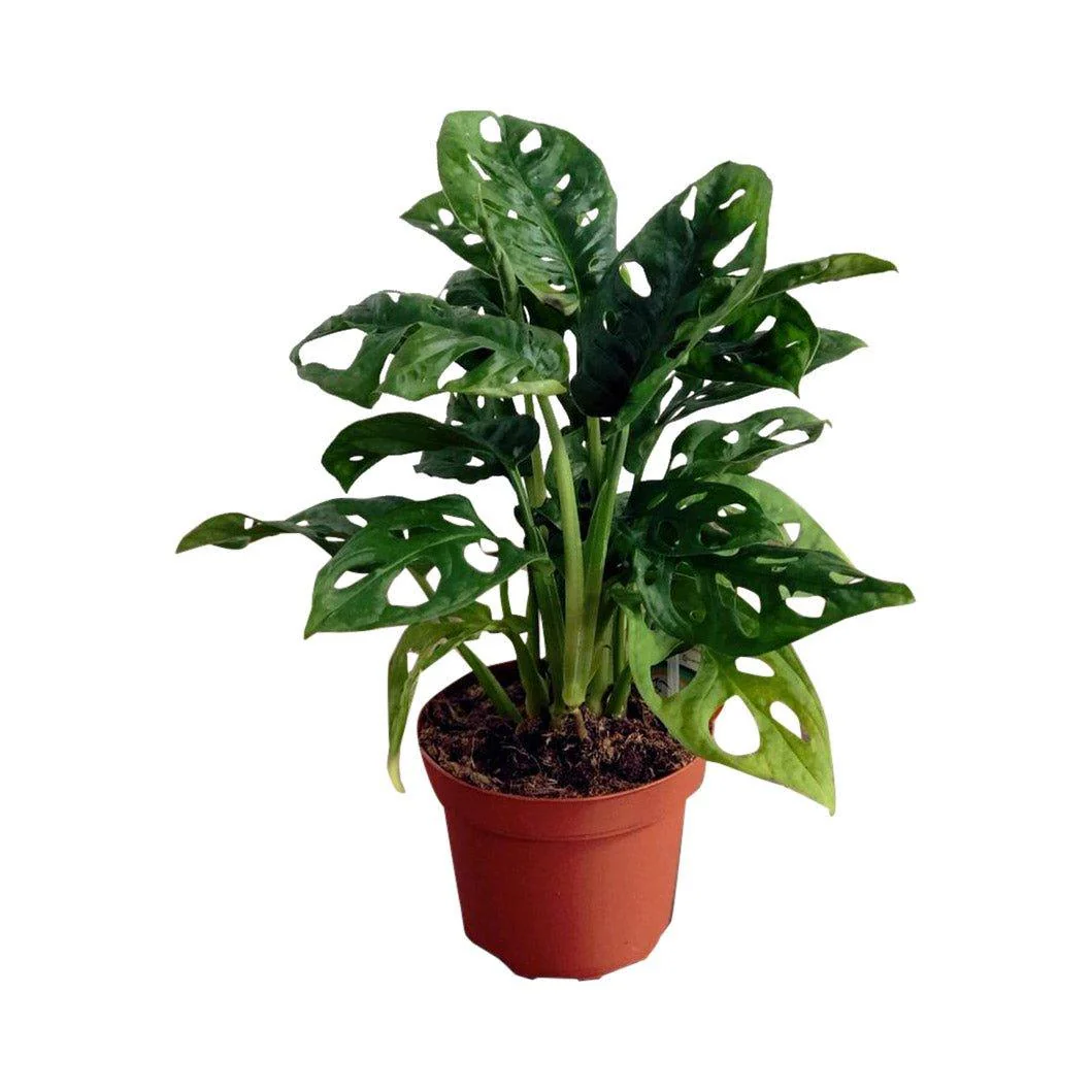 Monstera Adansonii | Monkey Mask - Image 4