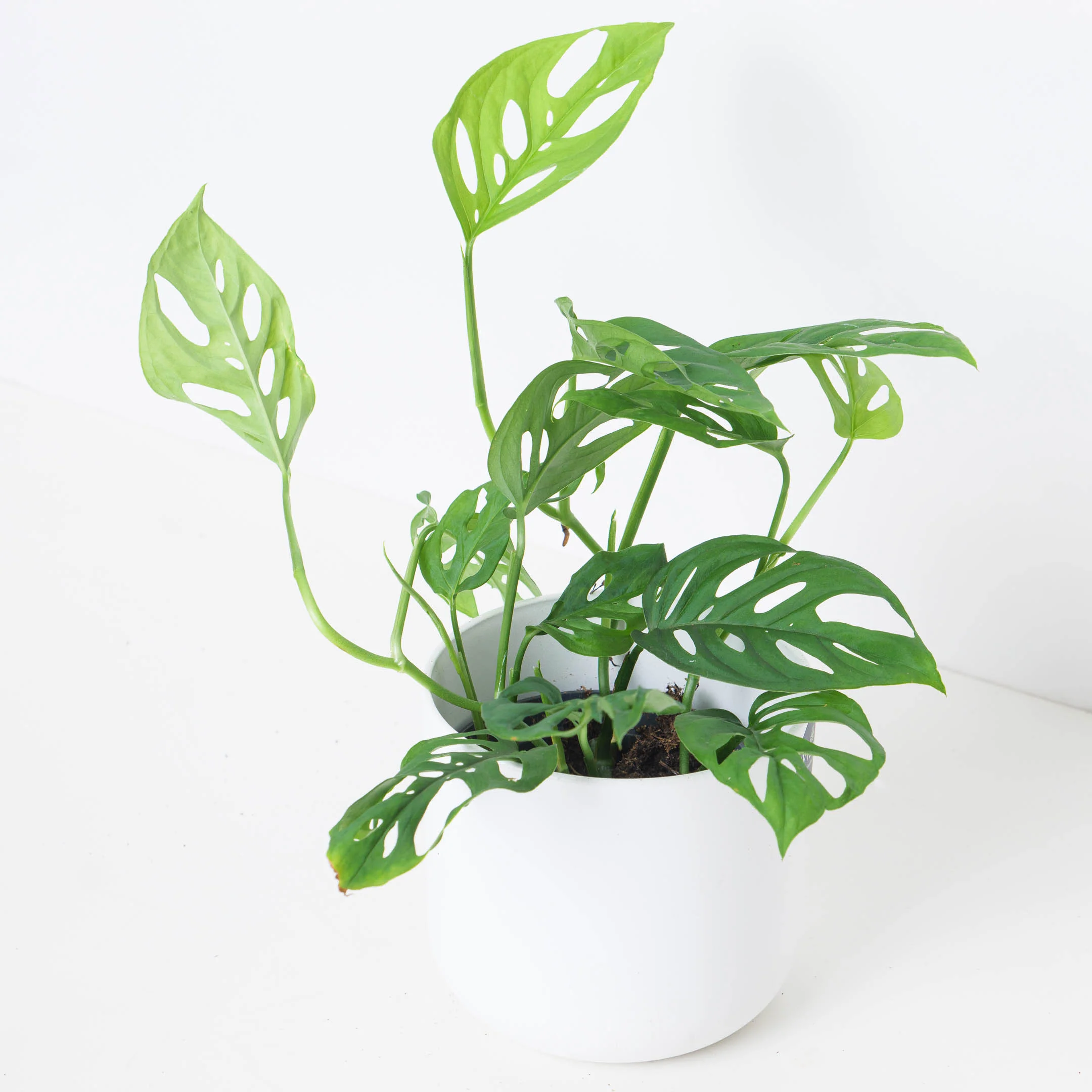 Monstera Adansonii var Laniata