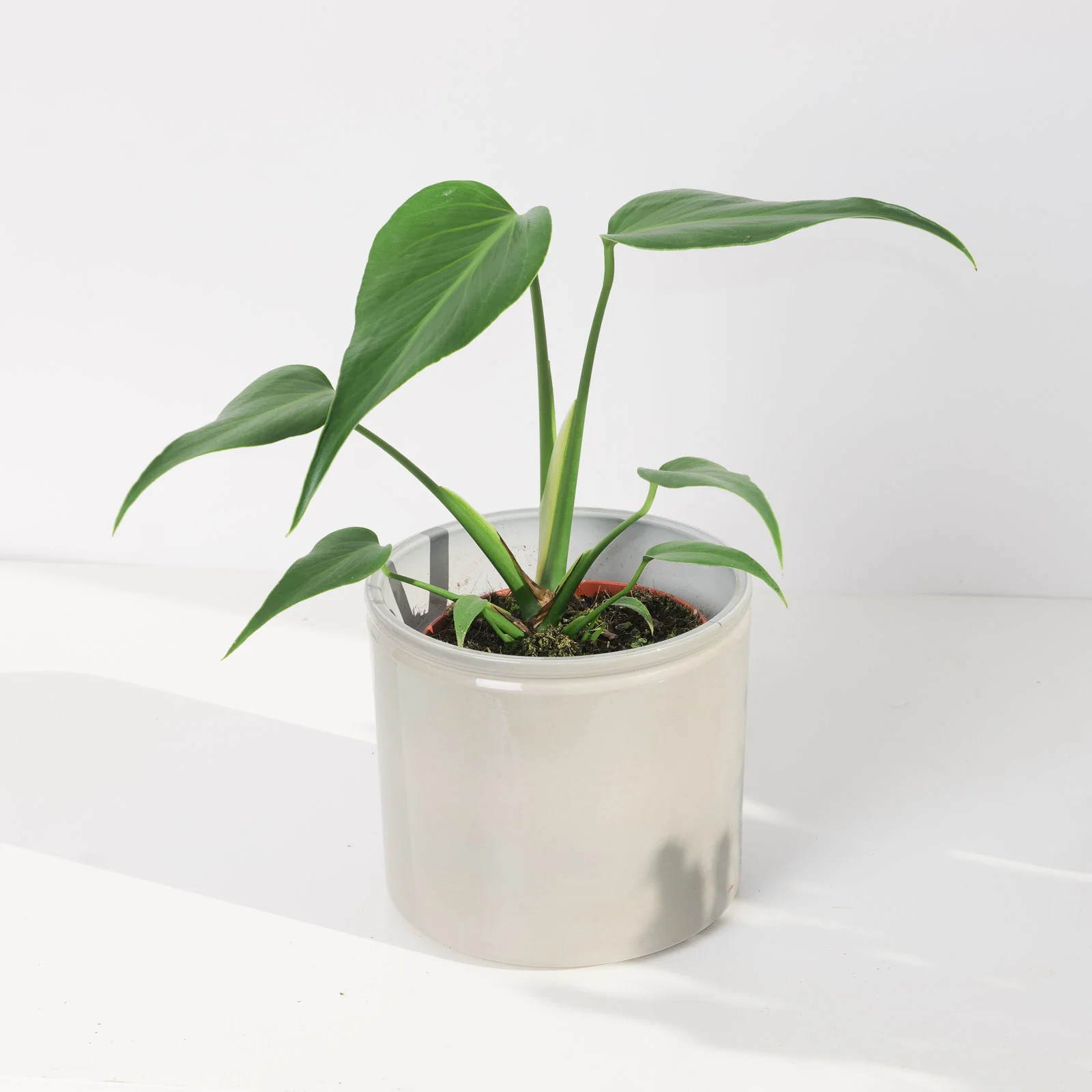 Monstera Burle Marx Flame