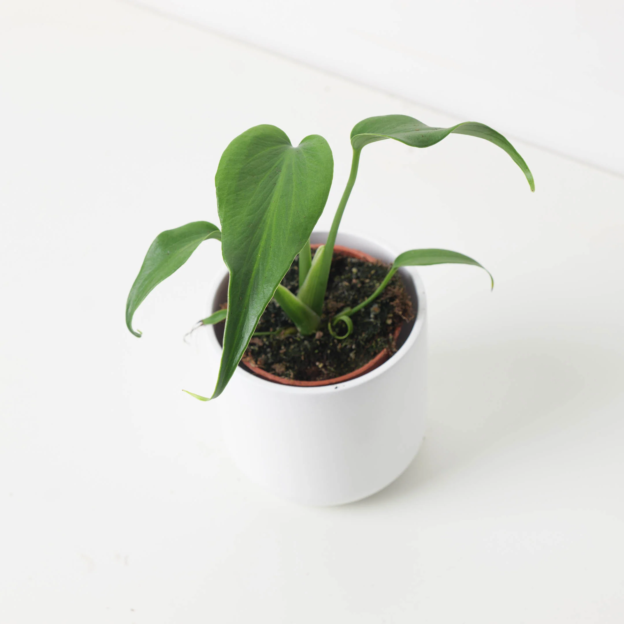 Monstera Burle Marx Flame - Image 2