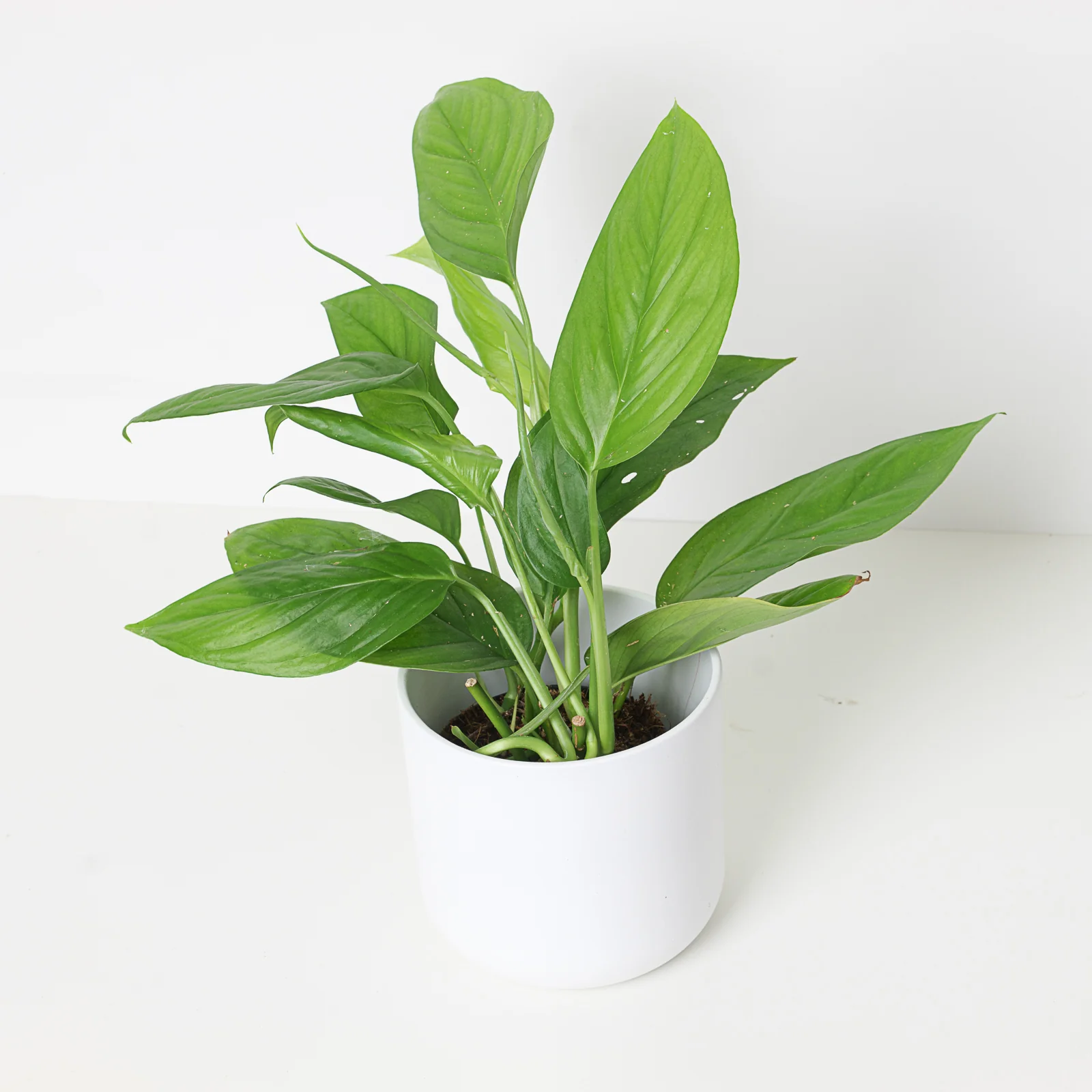 Monstera cf. obliqua 'Canelos'