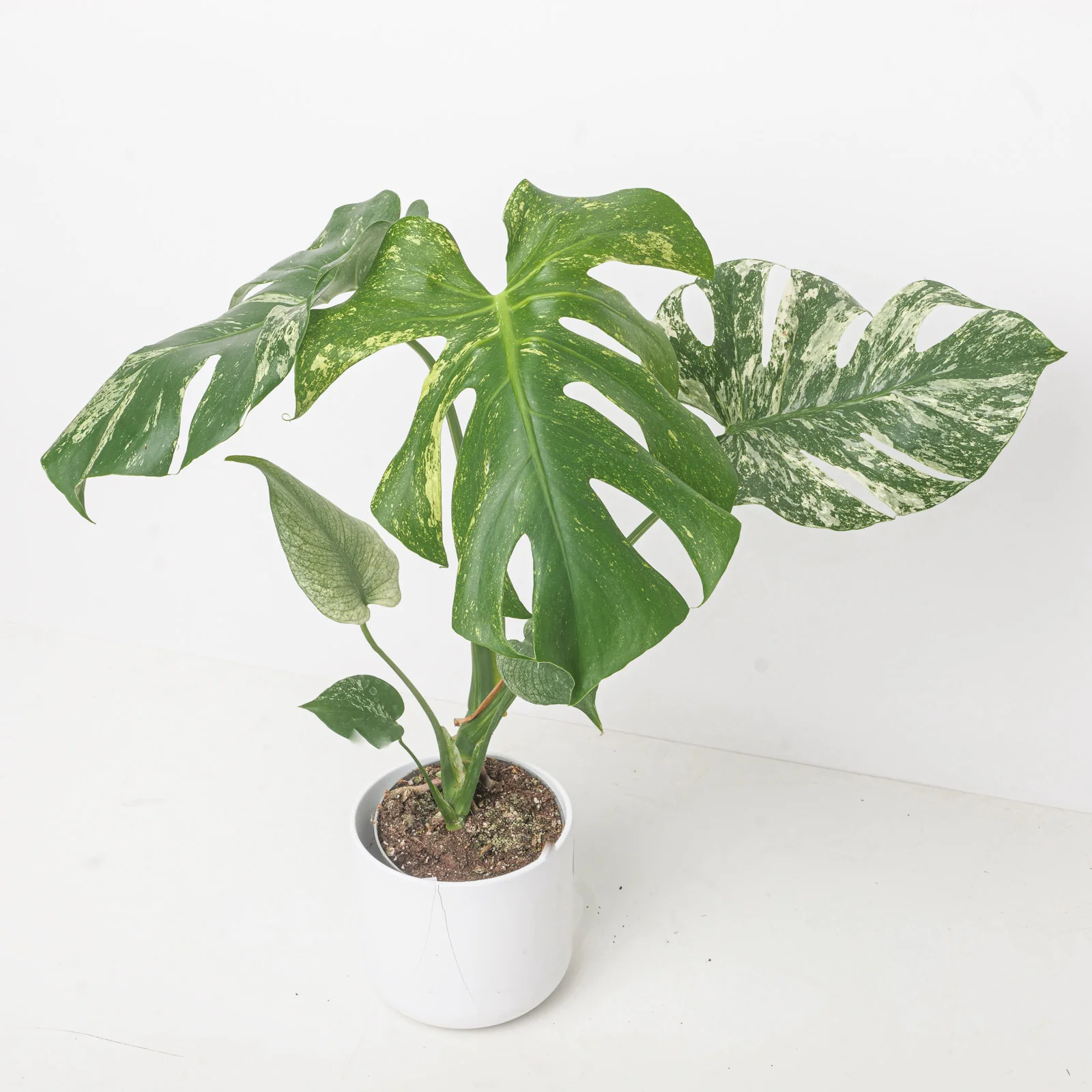 Monstera deliciosa 'Mint' Variegated