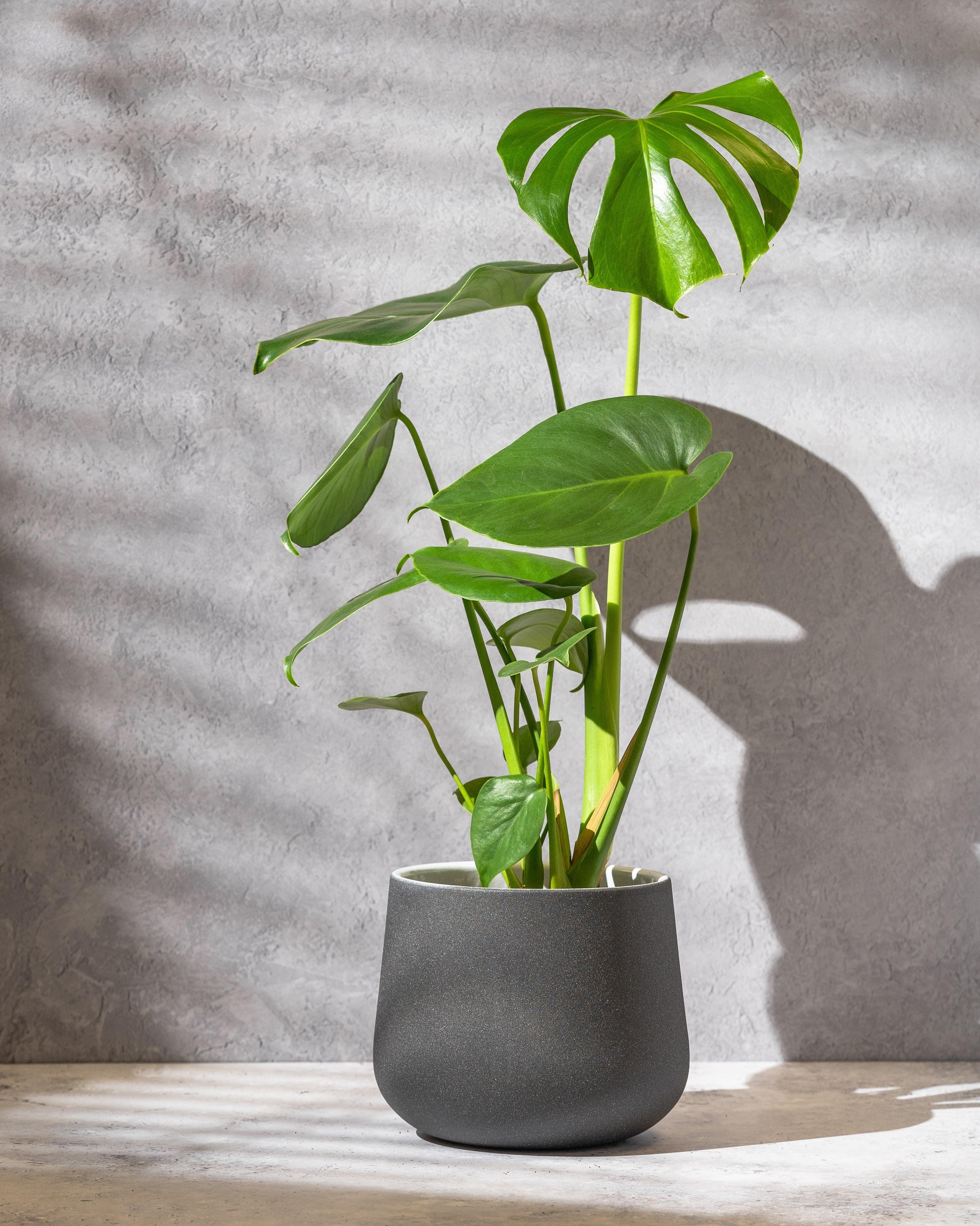 Monstera Deliciosa | Swiss Cheese Plant
