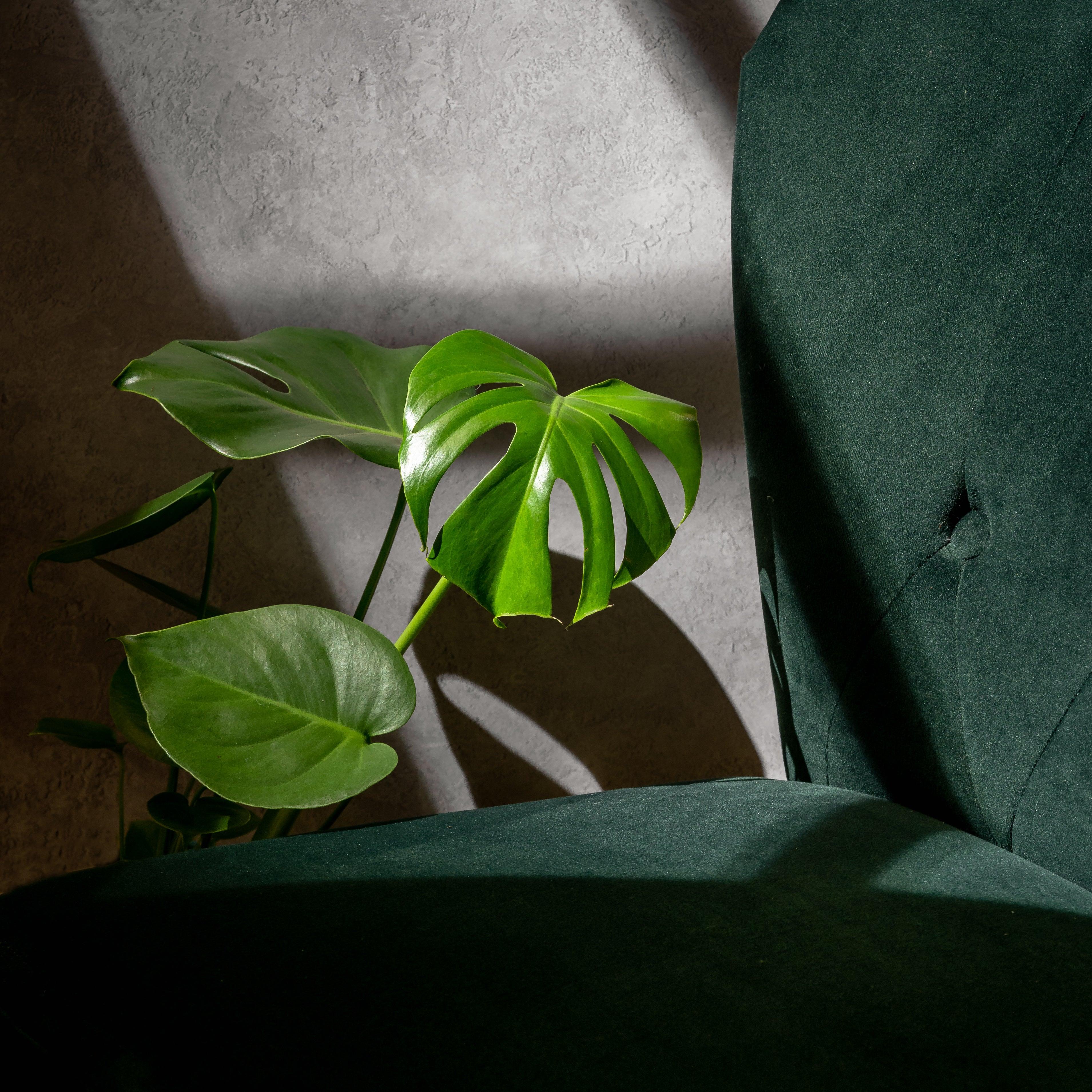Monstera Deliciosa | Swiss Cheese Plant - Image 2