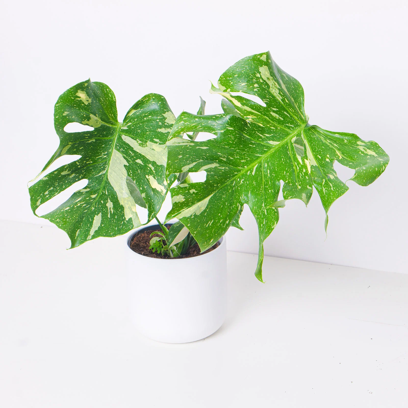Monstera Deliciosa Thai Constellation - Image 11