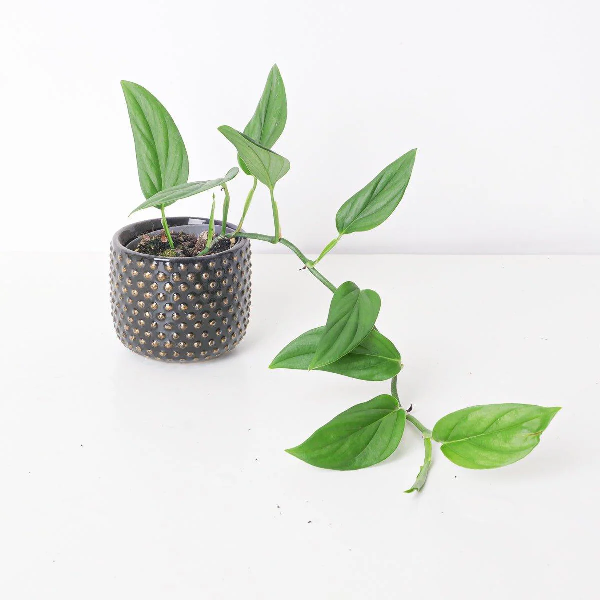 Monstera Dissecta