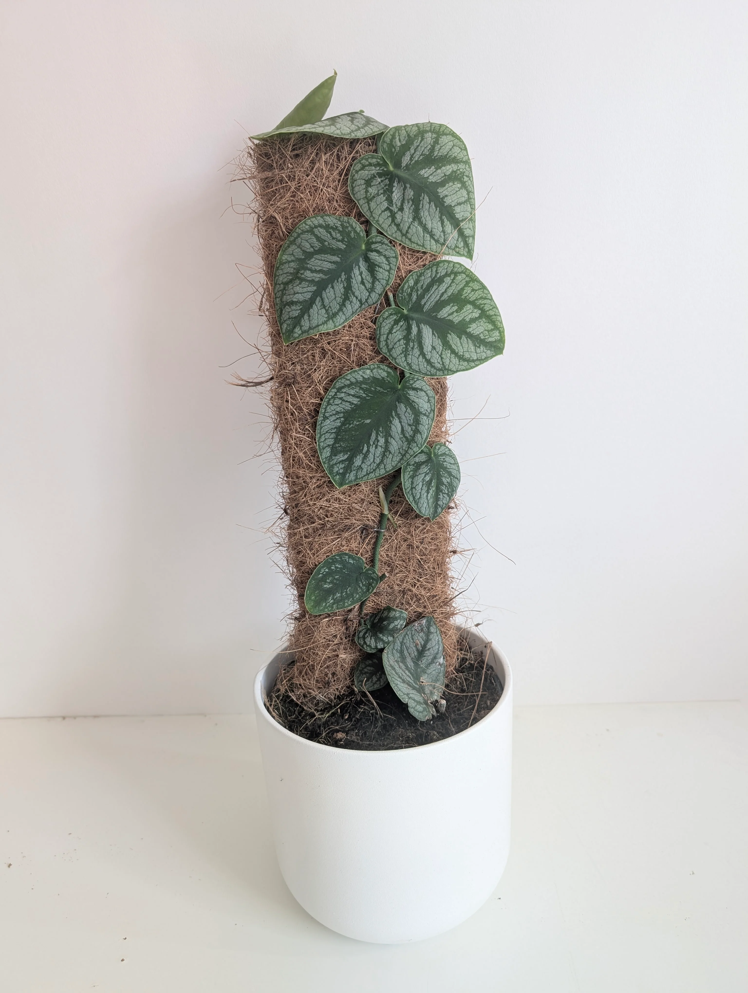 Monstera Dubia - Image 3