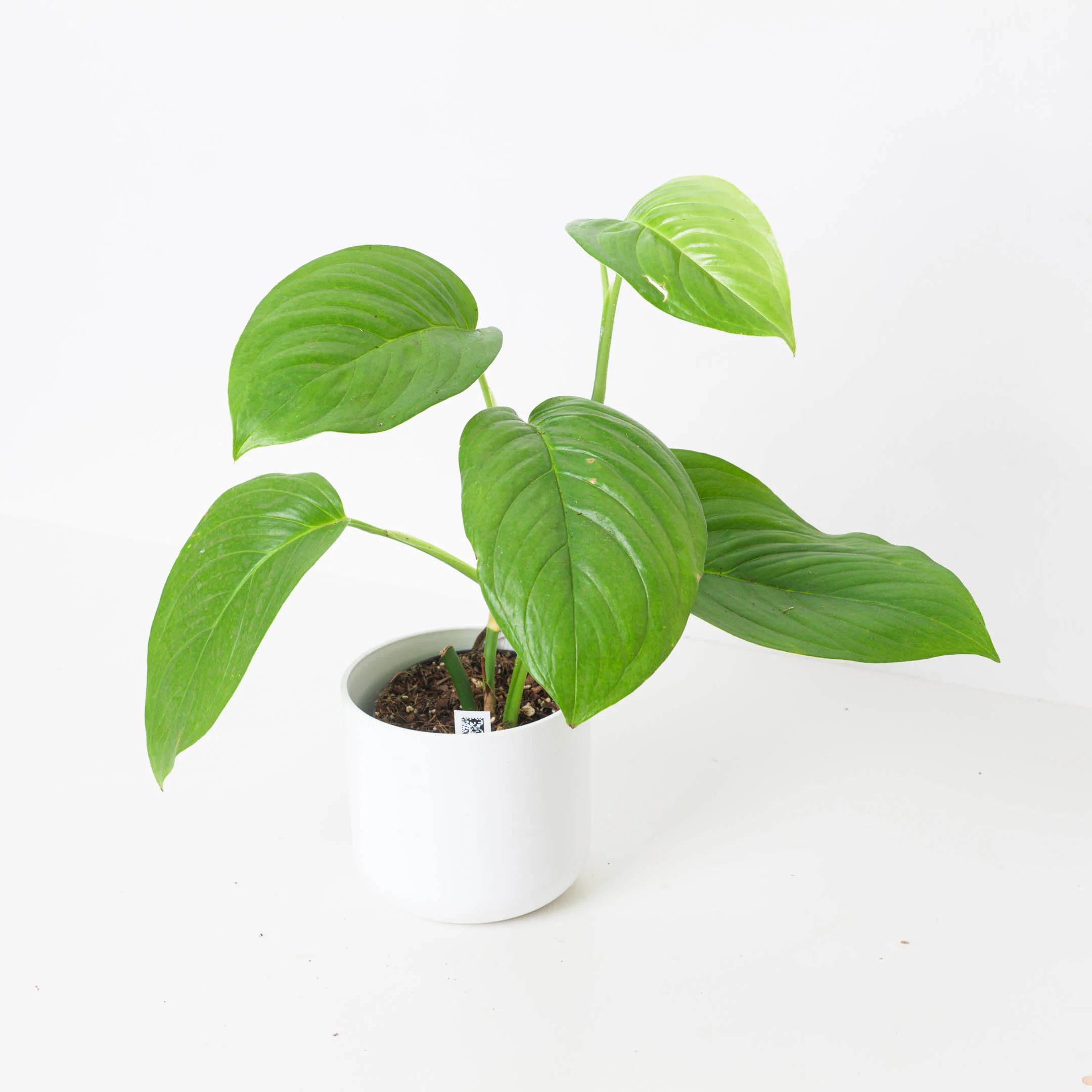 Monstera egregia