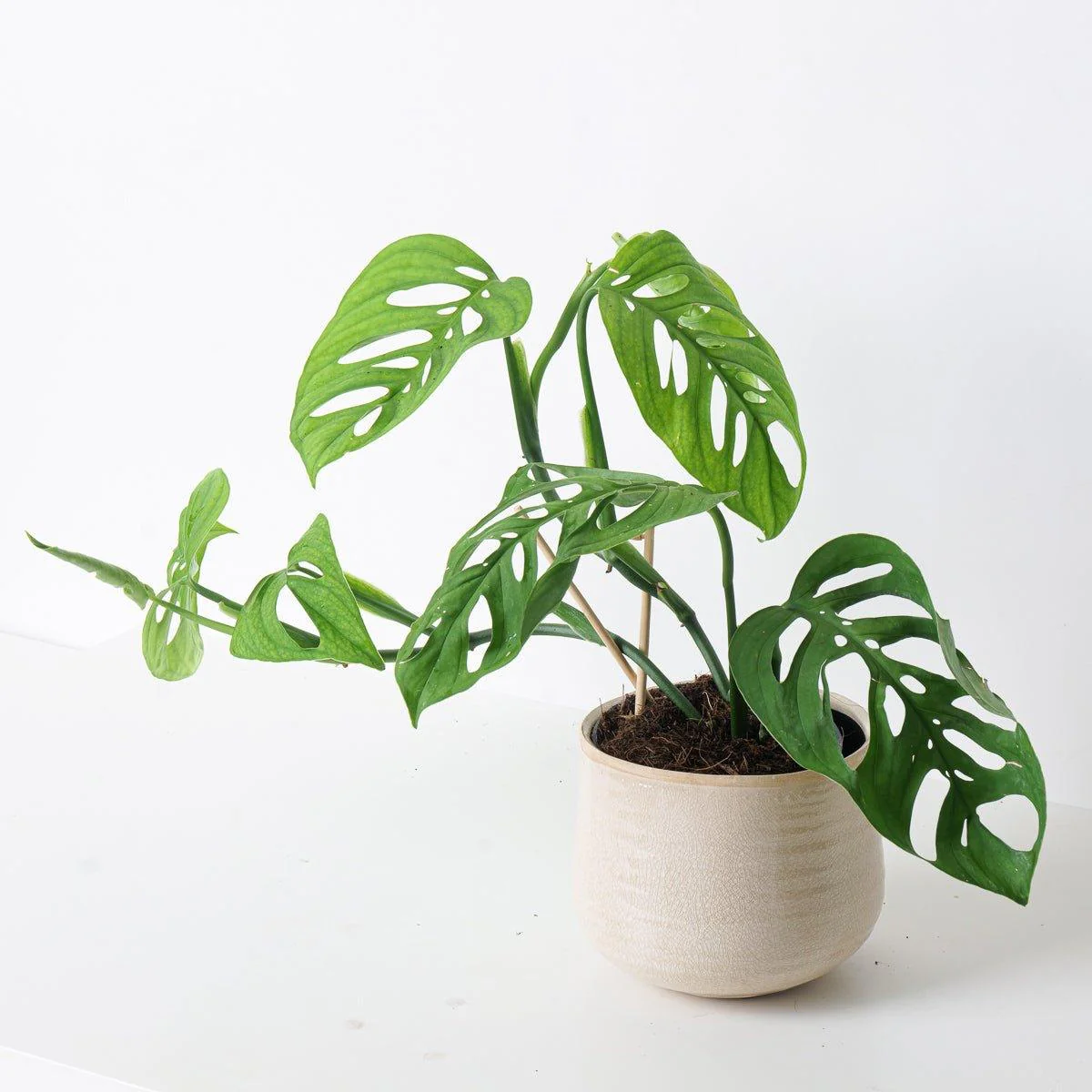 Monstera Esqueleto