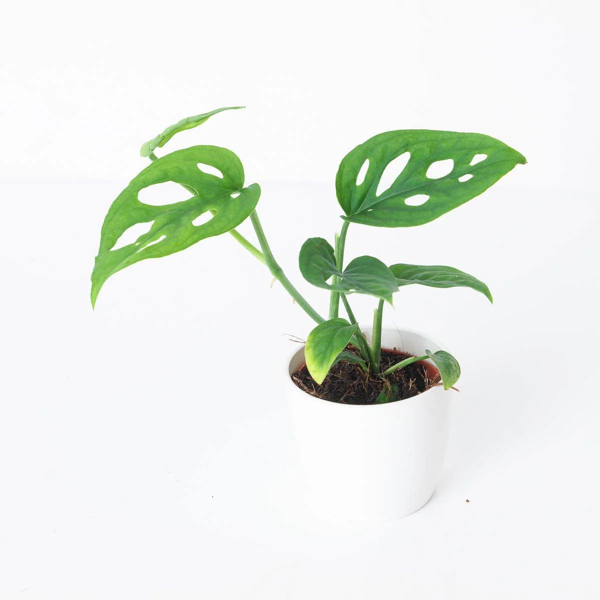 Monstera Esqueleto - Image 2