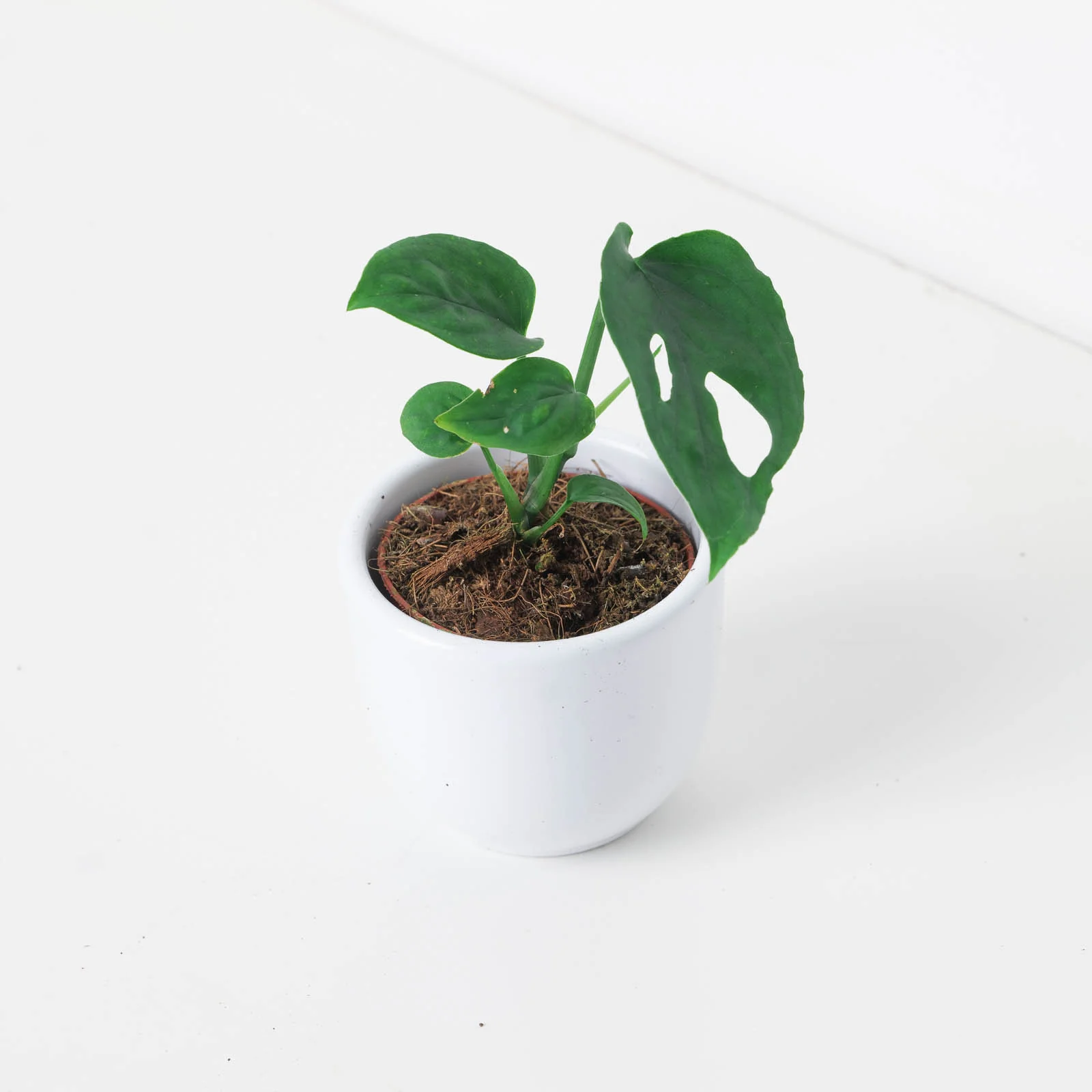 Monstera Esqueleto - Image 3