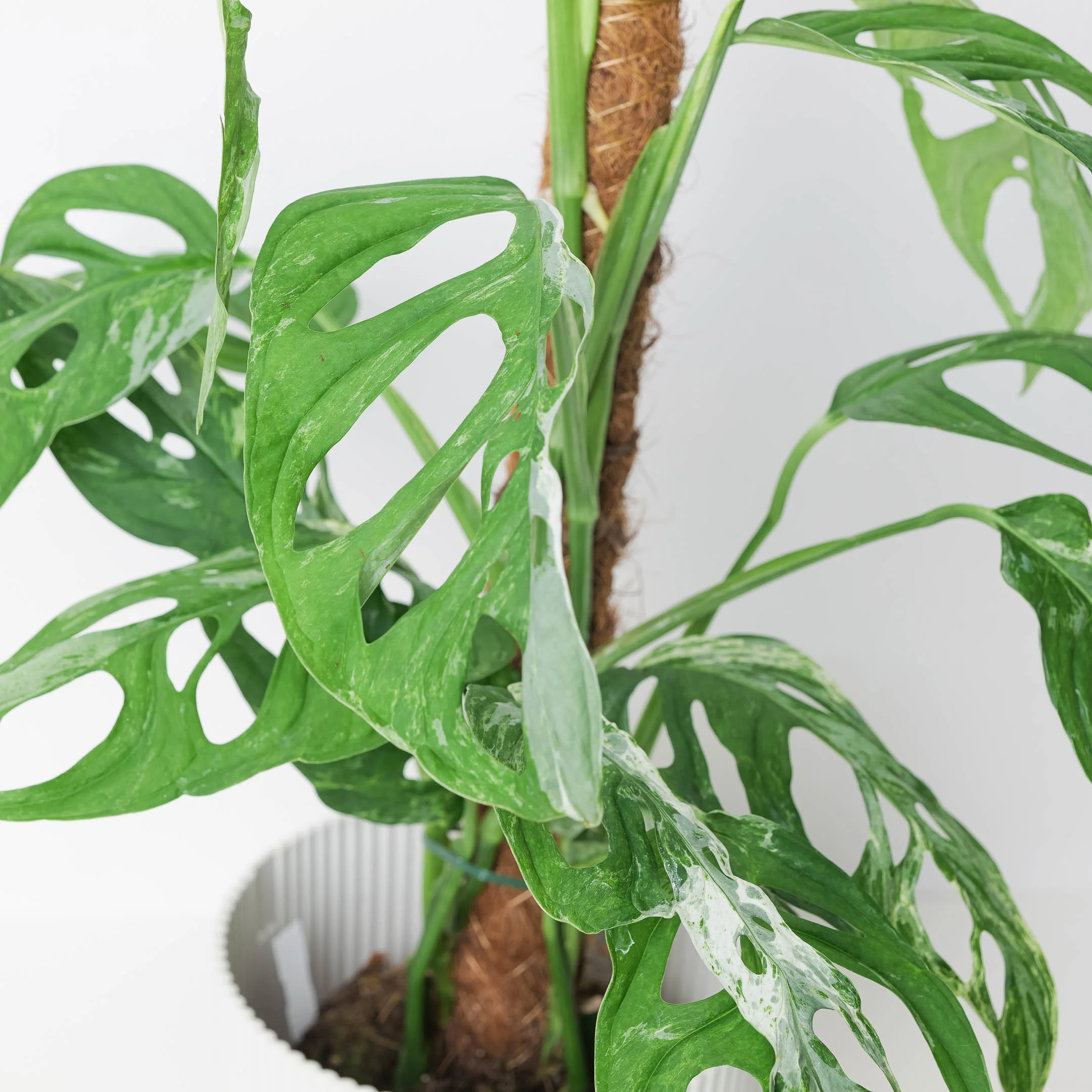 Monstera 'Indo Marble' | Janda Bolong Variegated - Image 2