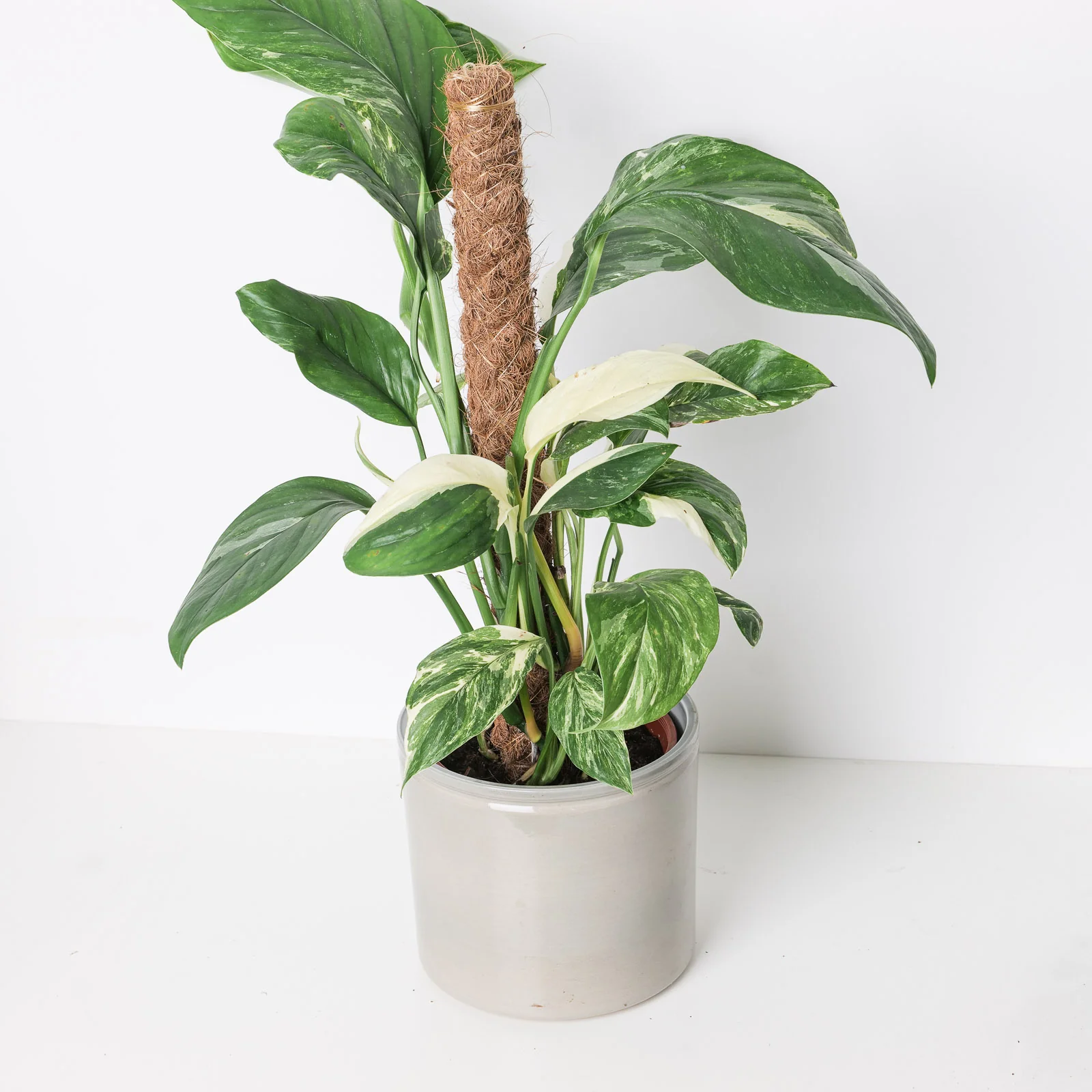 Monstera lechleriana variegated