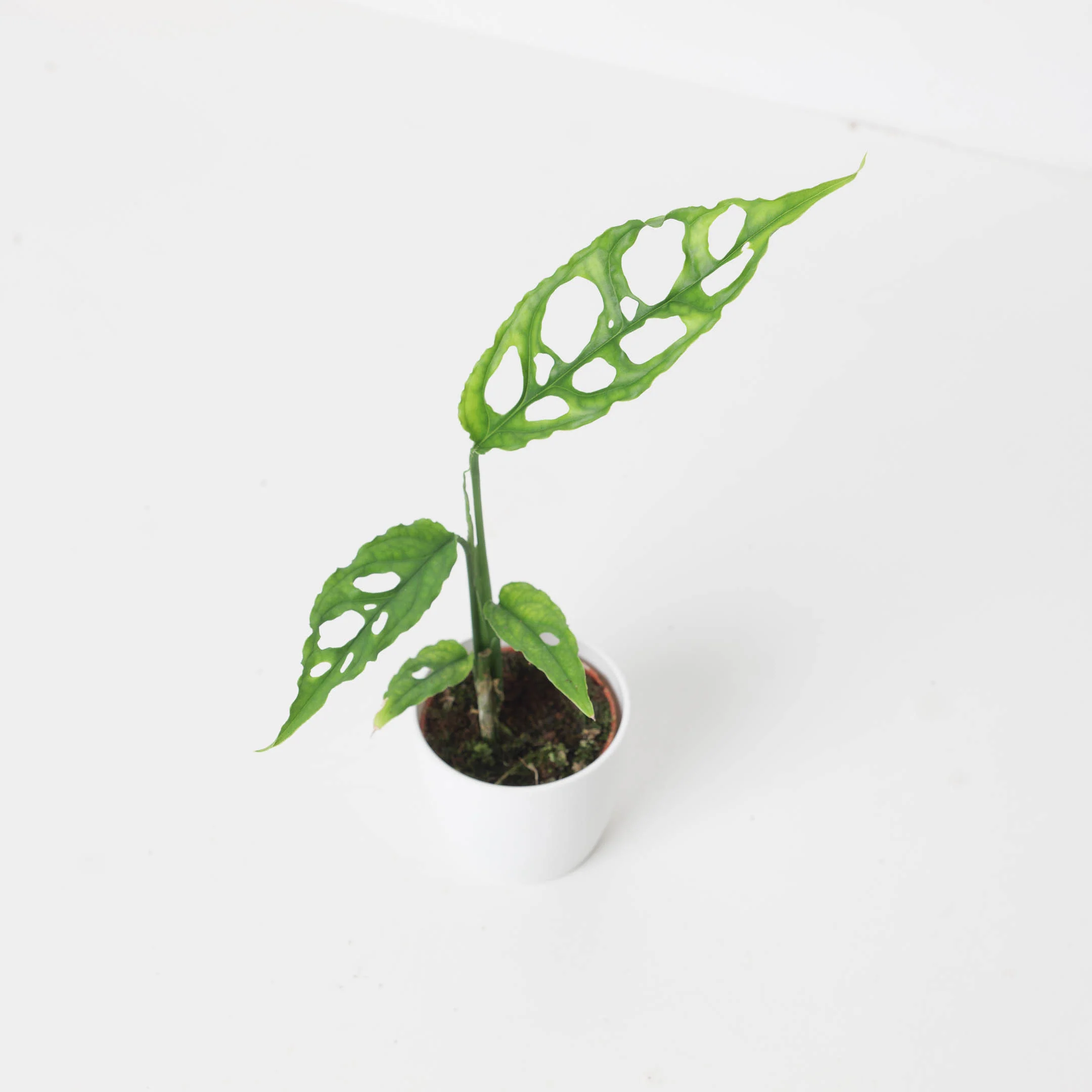 Monstera obliqua 'Peru Form'