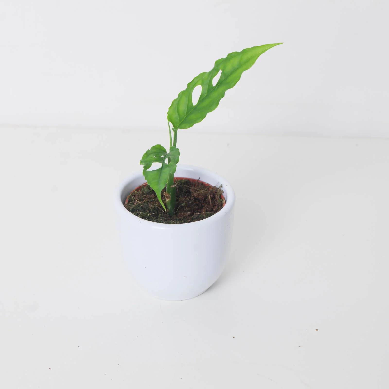 Monstera obliqua 'Peru Form' - Image 2
