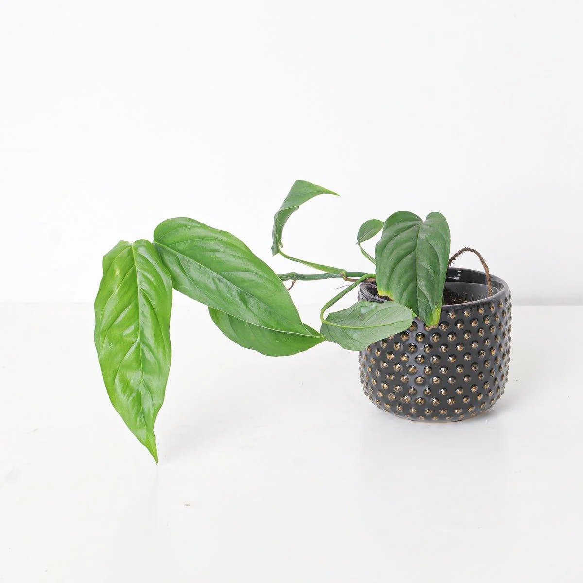 Monstera Obliqua Suriname