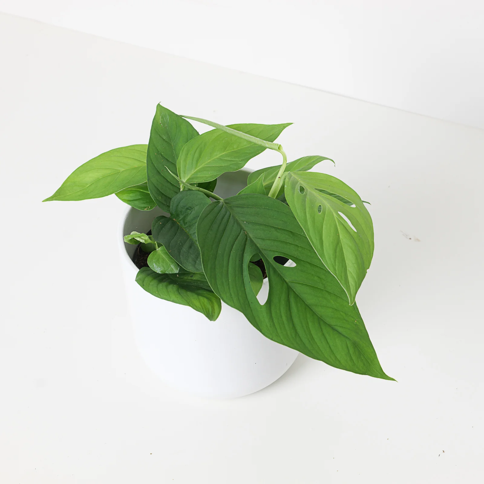 Monstera obliqua 'Xanthospatha'