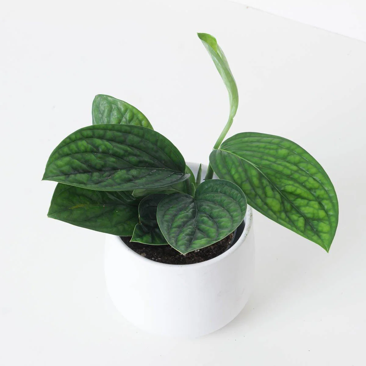 Monstera Karstenianum Peru | Marble Planet - Image 2