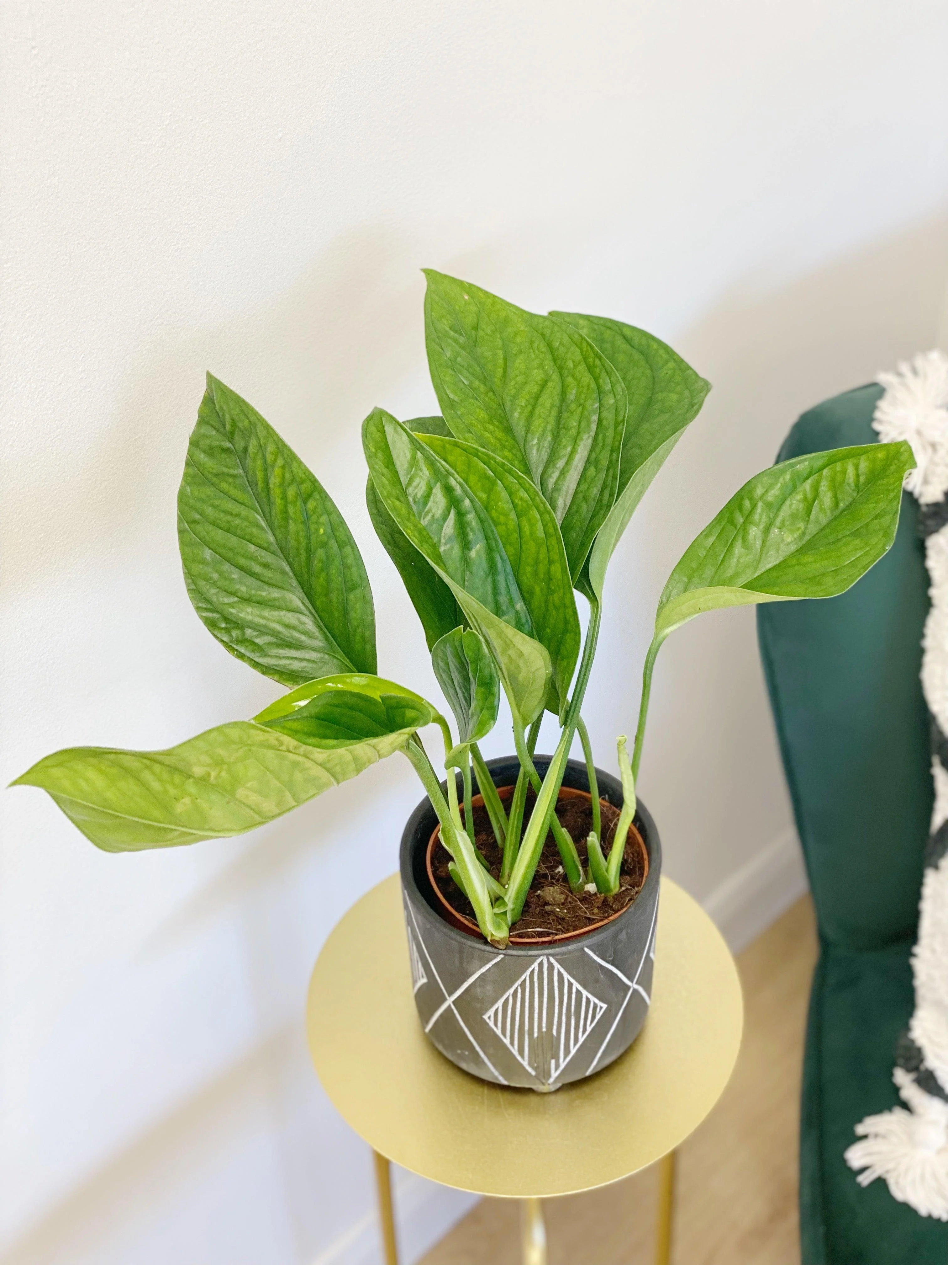 Monstera Pinnatipartita