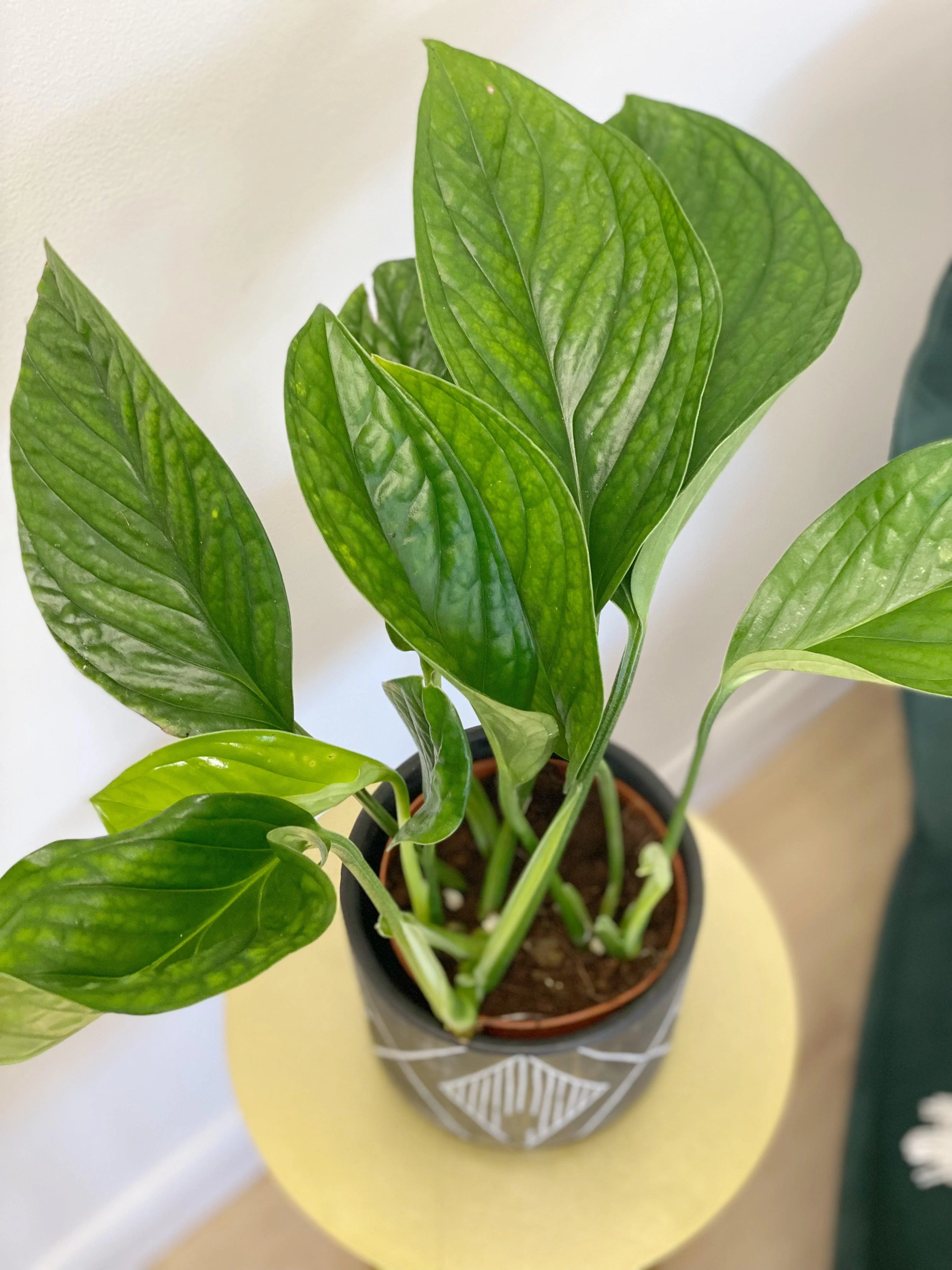 Monstera Pinnatipartita - Image 2