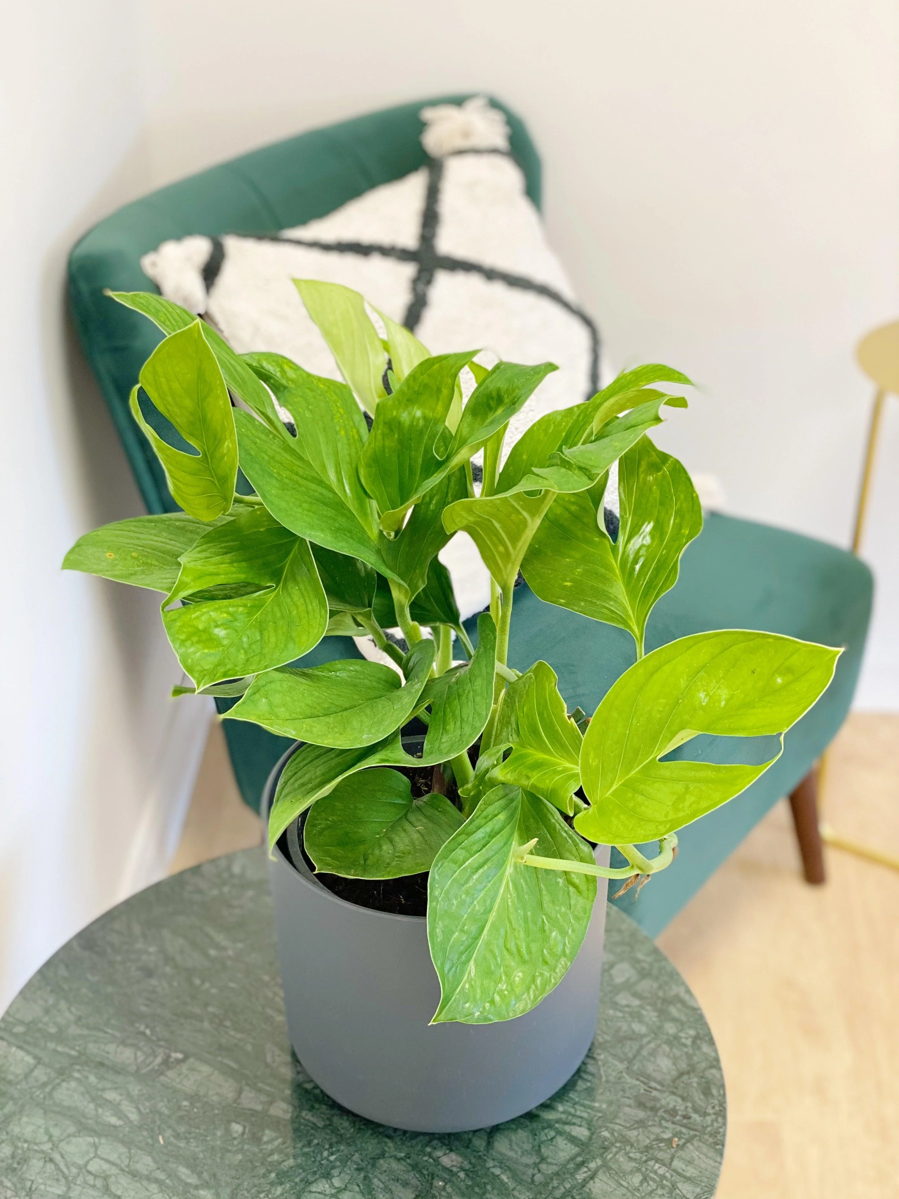Monstera Pinnatipartita - Image 3