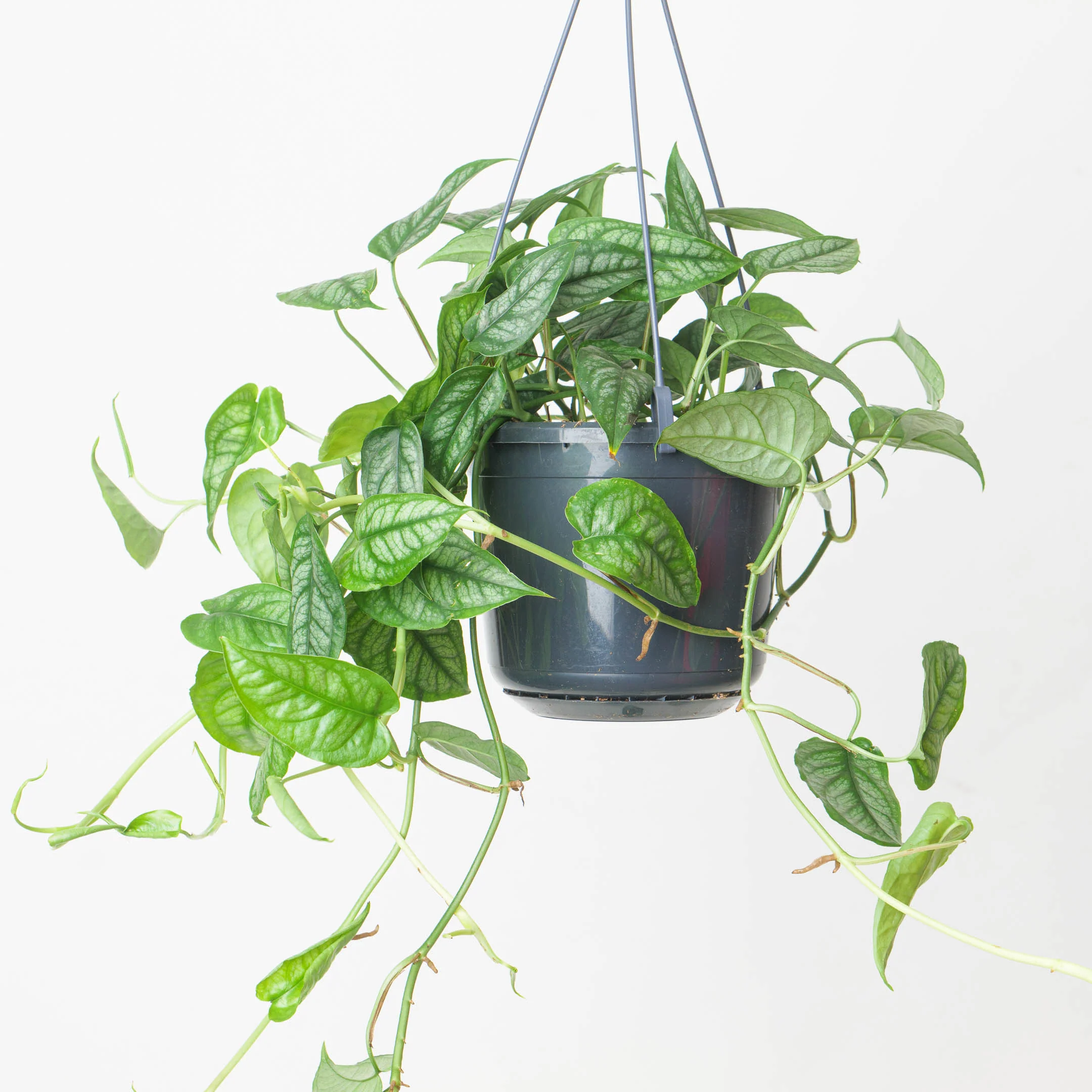 Monstera Siltepecana