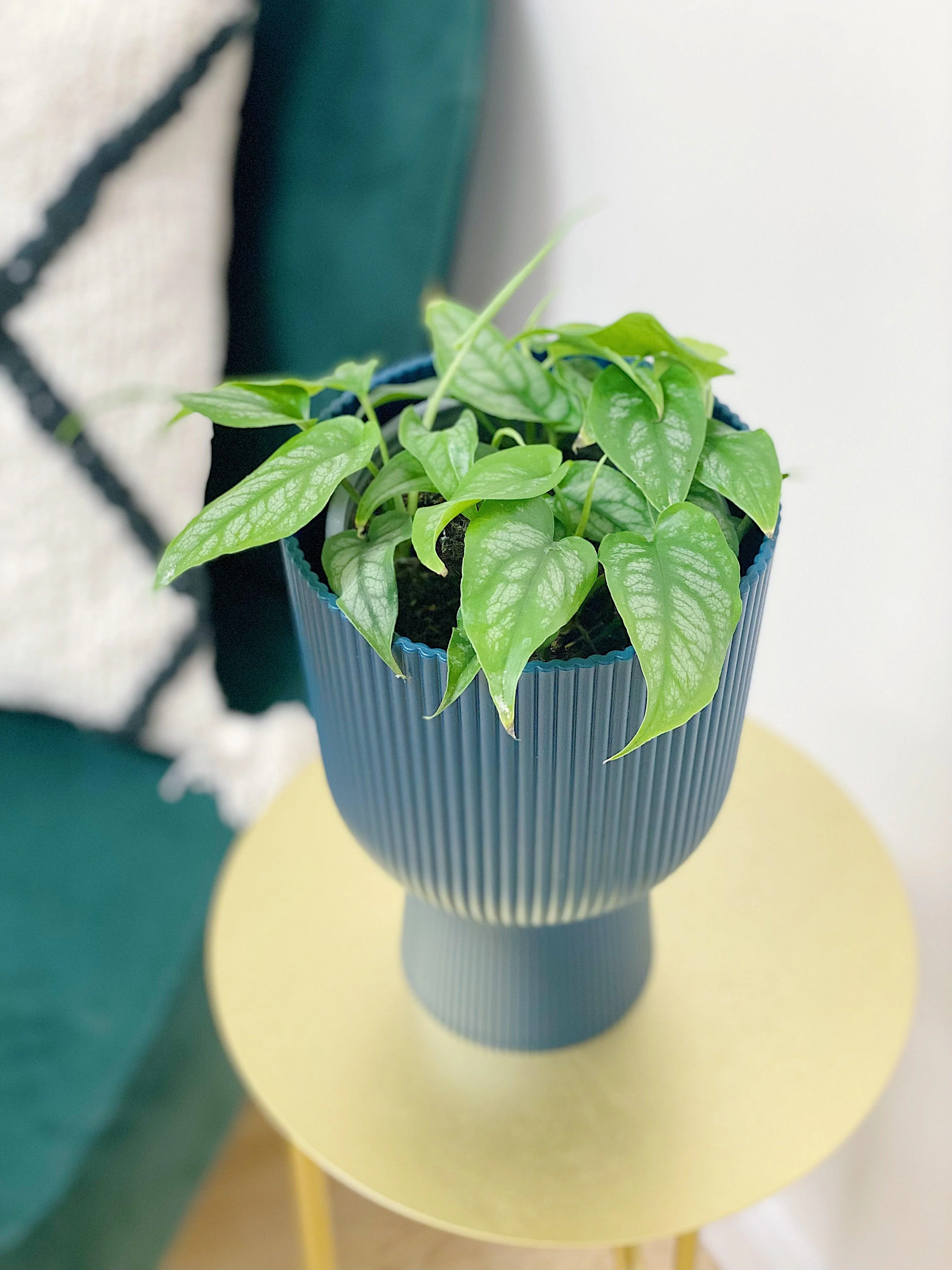Monstera Siltepecana - Image 2