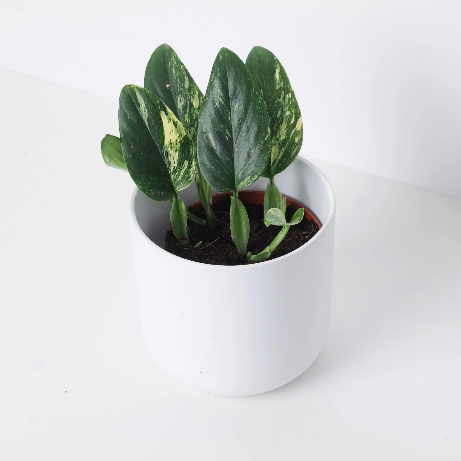 Monstera Standleyana Aurea