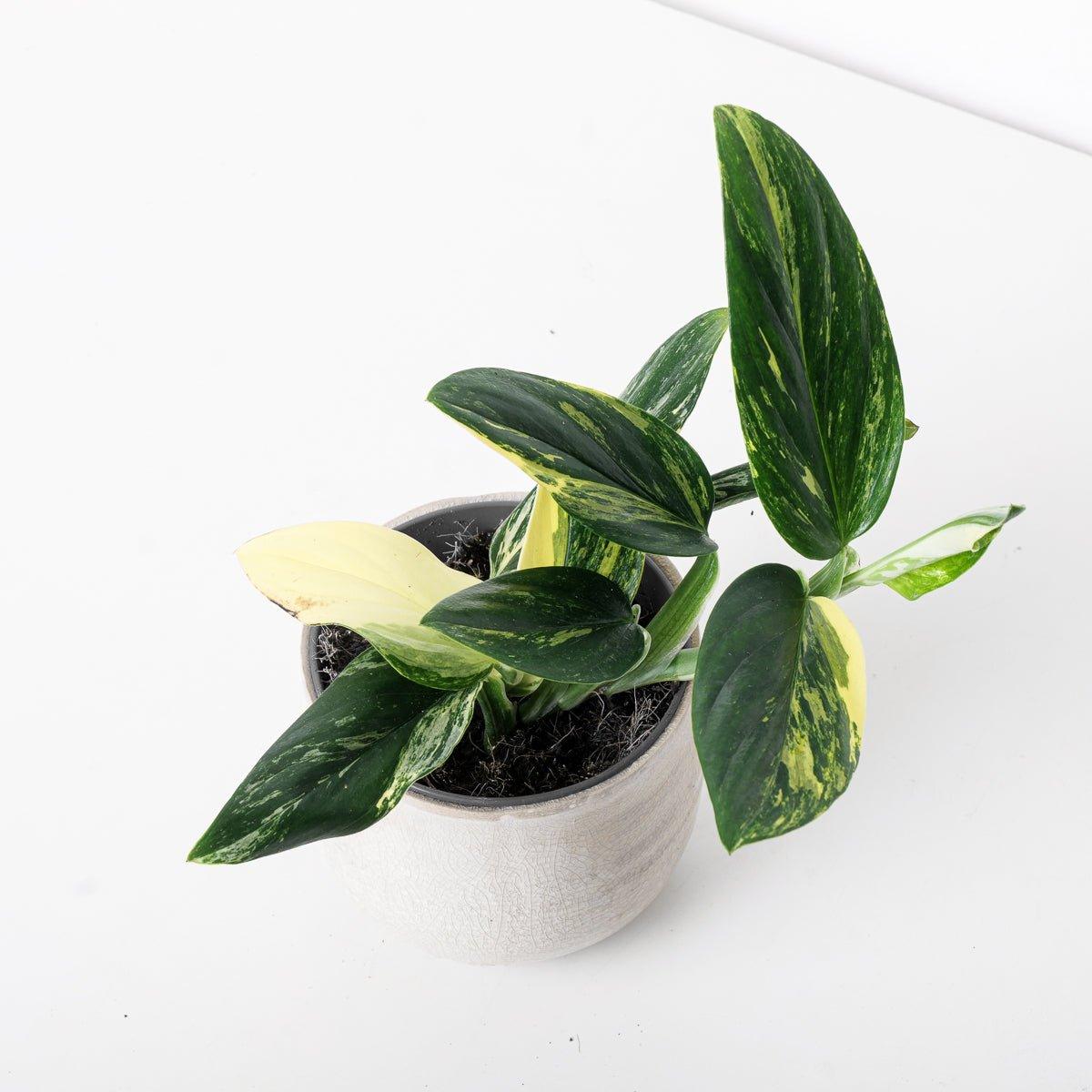 Monstera Standleyana Aurea - Image 2