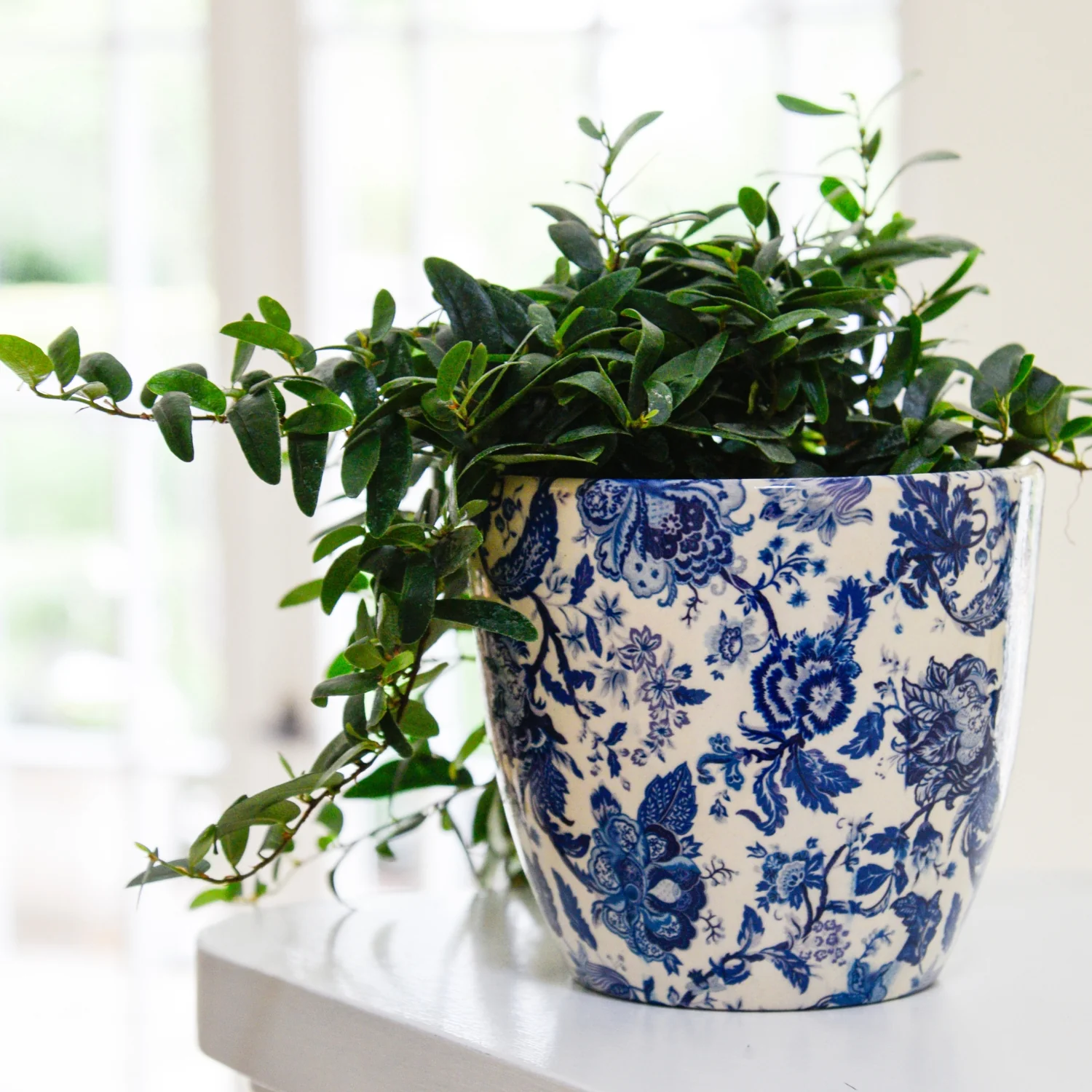 Monza Vintage Blue Pot