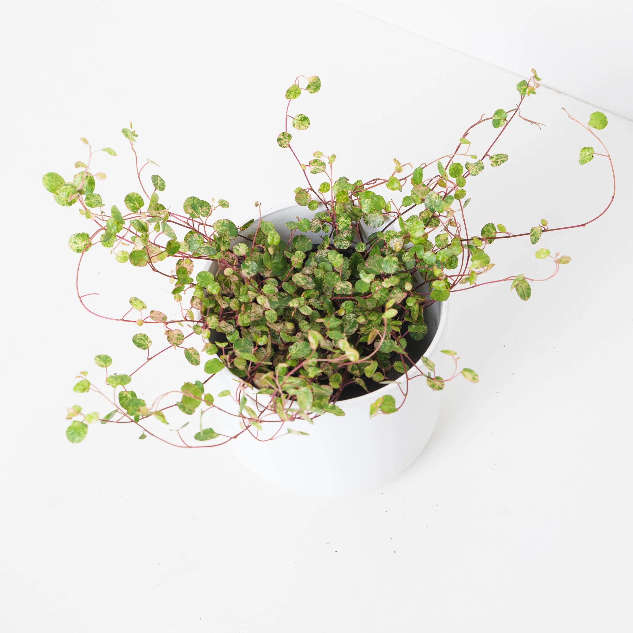 Muehlenbeckia Axillaris Variegated