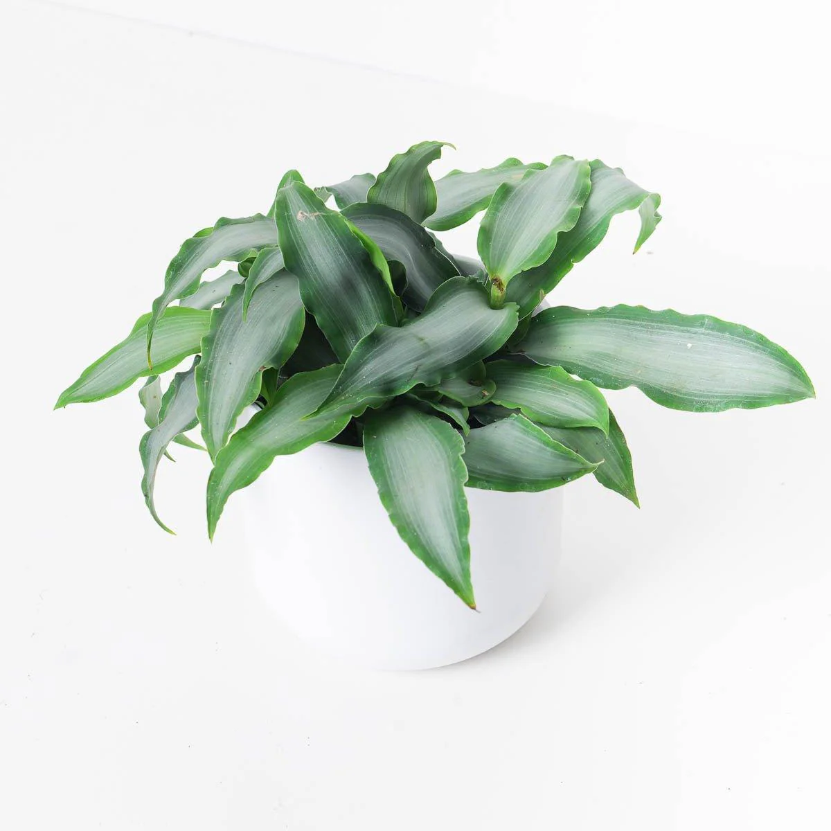 Murdannia Loriformis Bright Star 12cm