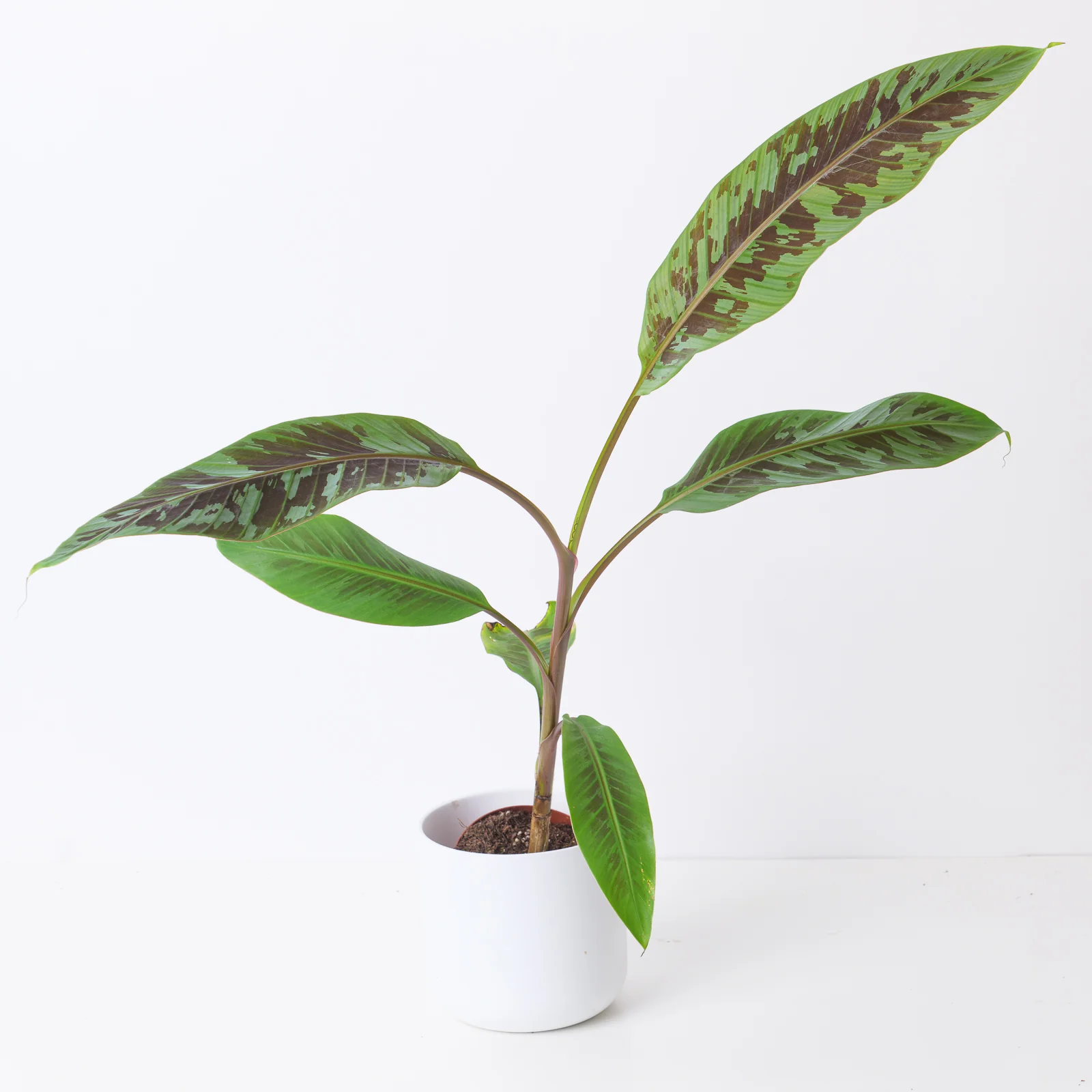 Musa Acuminata 'Zebrina' | Banana Plant