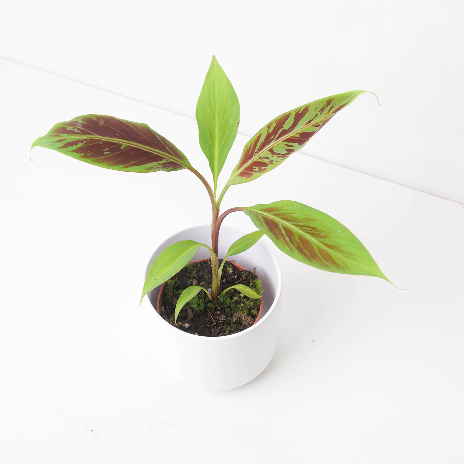 Musa Acuminata 'Zebrina' | Banana Plant - Image 2
