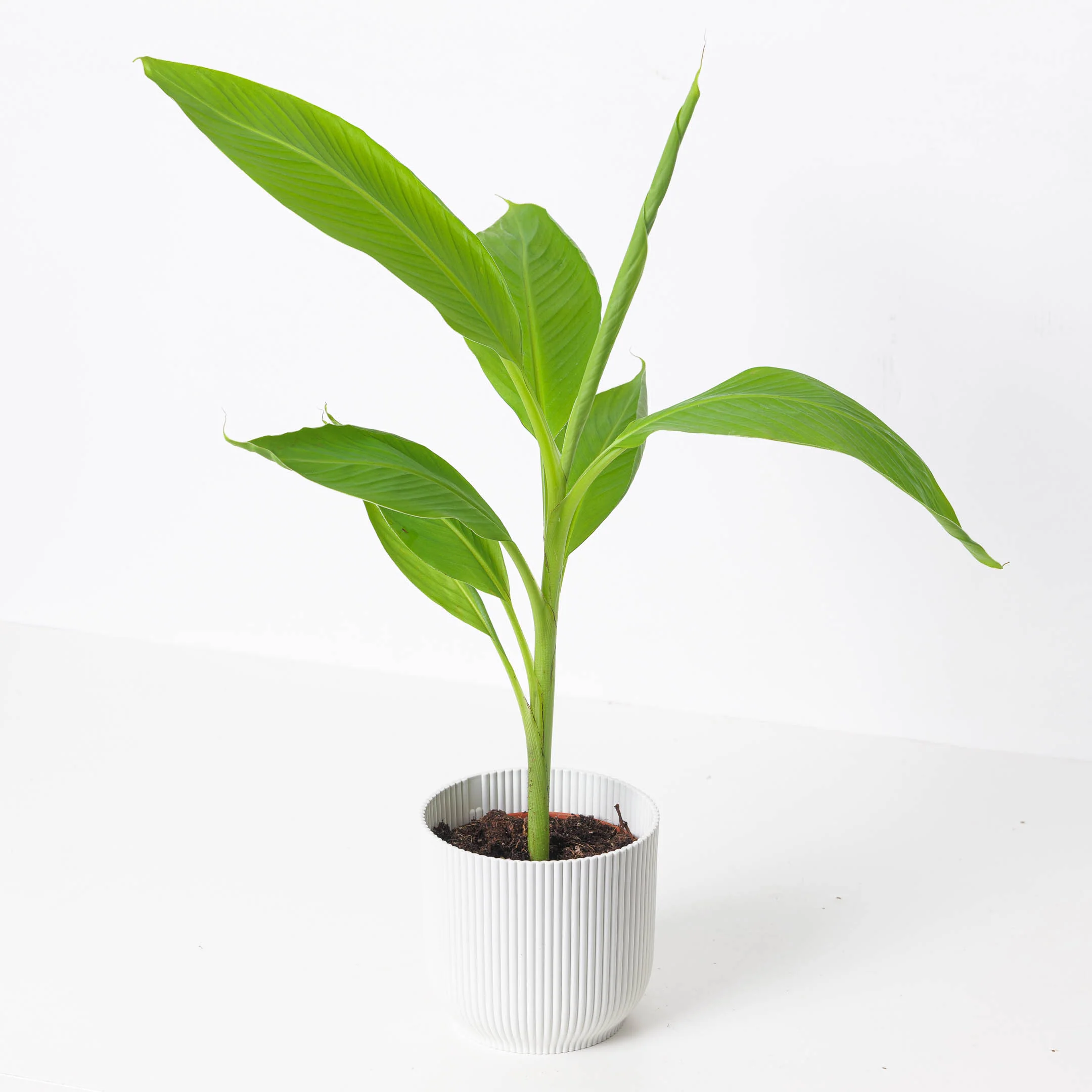 Musa Siam Ruby | Banana Plant