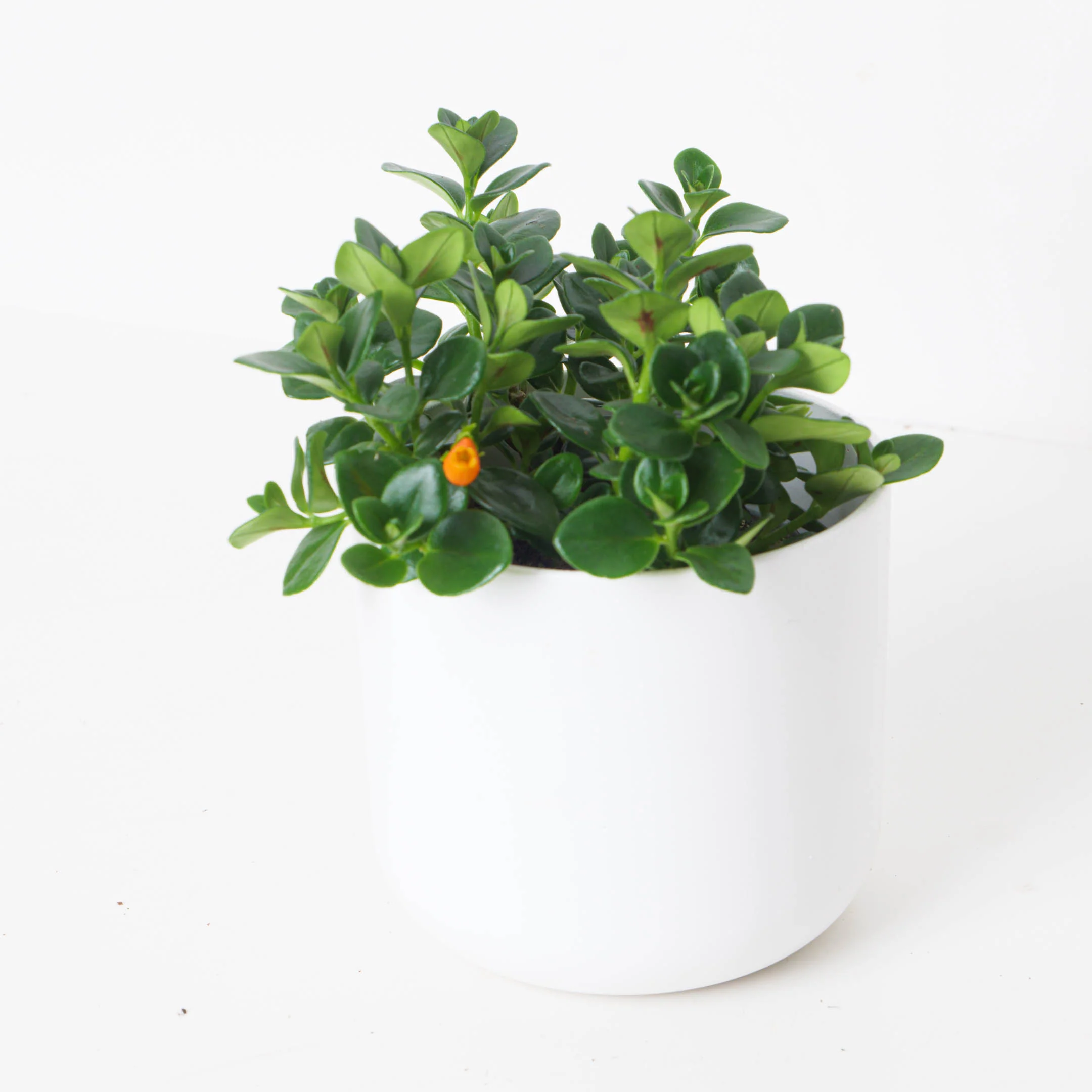 Nematanthus gregarius | Goldfish Plant