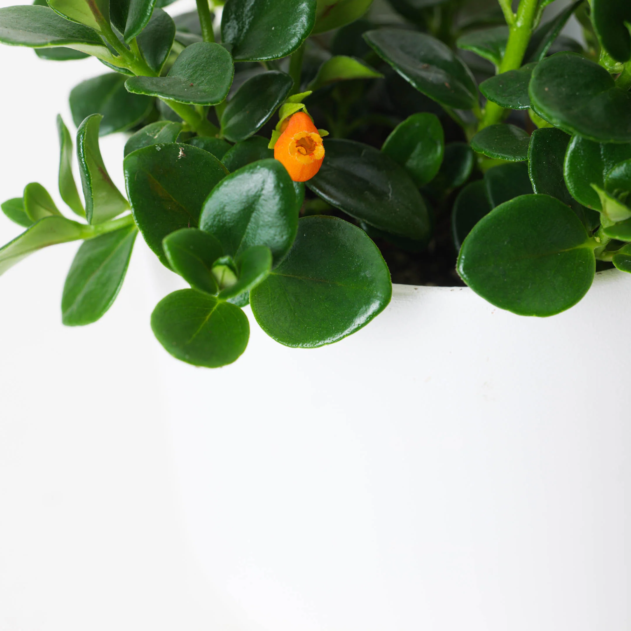 Nematanthus gregarius | Goldfish Plant - Image 2