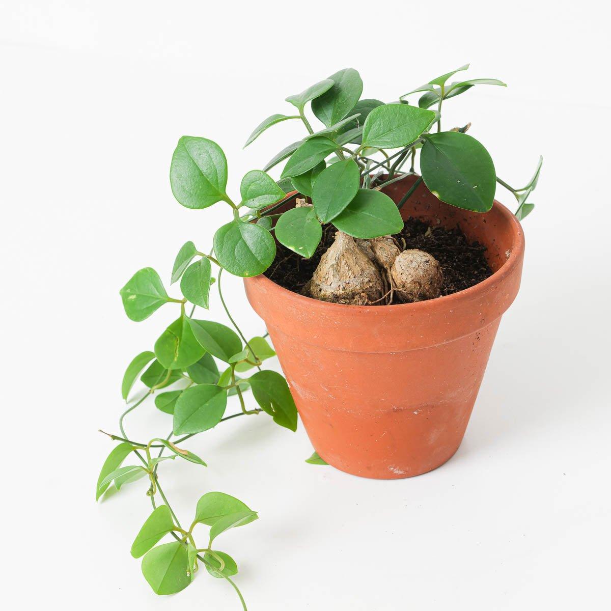 Neoalsomitra sarcophylla