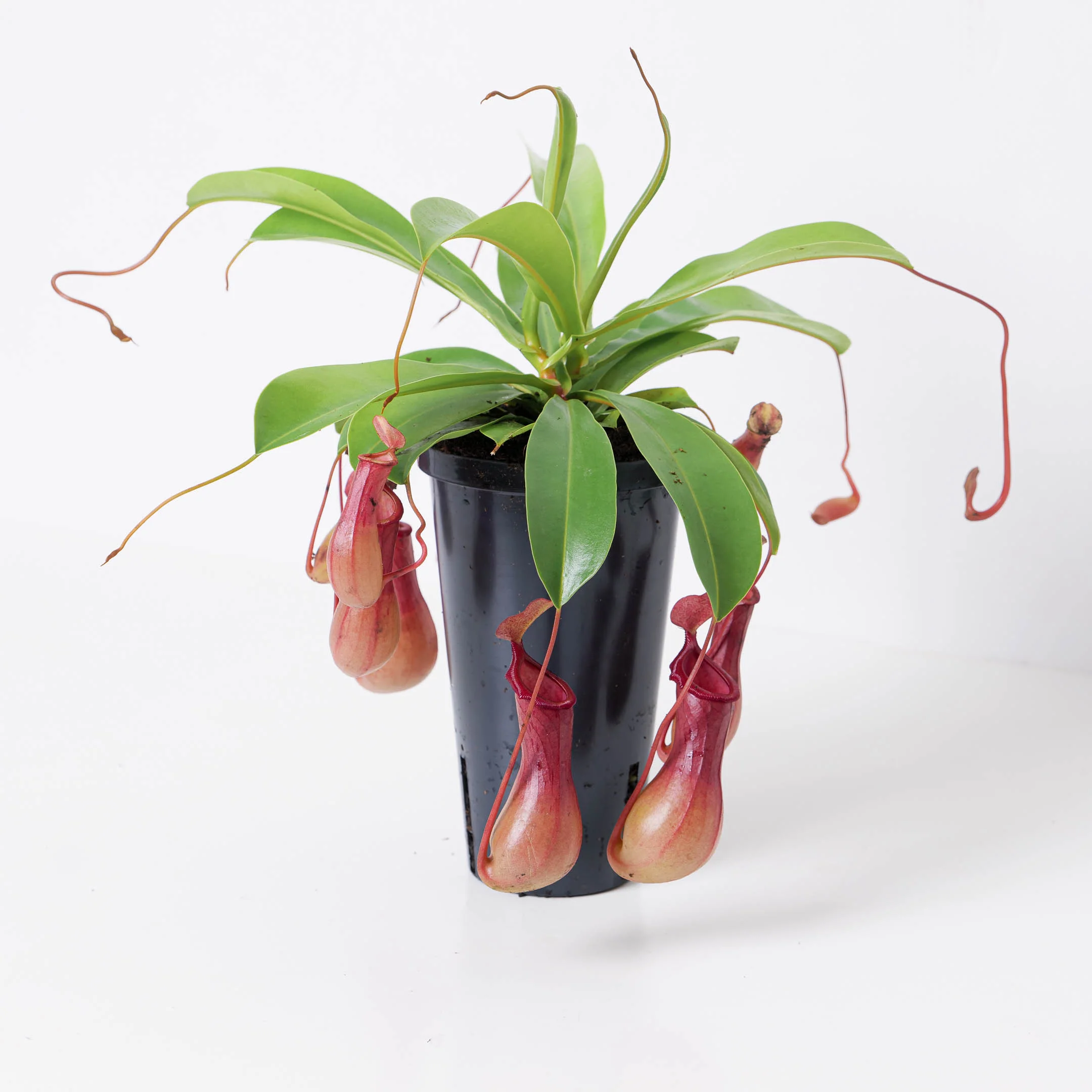 Nepenthes alata | Monkey Jar Plant | Pitcher Plant