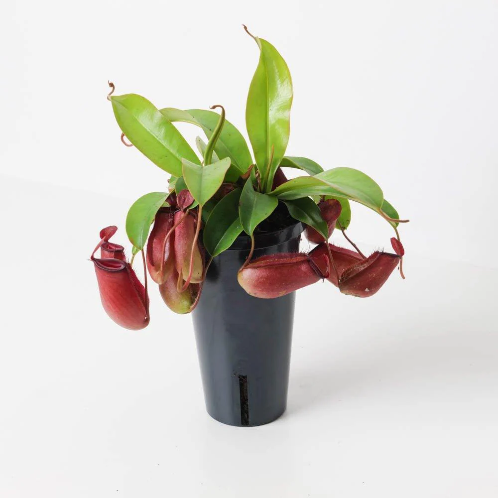 Nepenthes 'Bloody Mary' | Pitcher Plant | Monkey Jar Plant