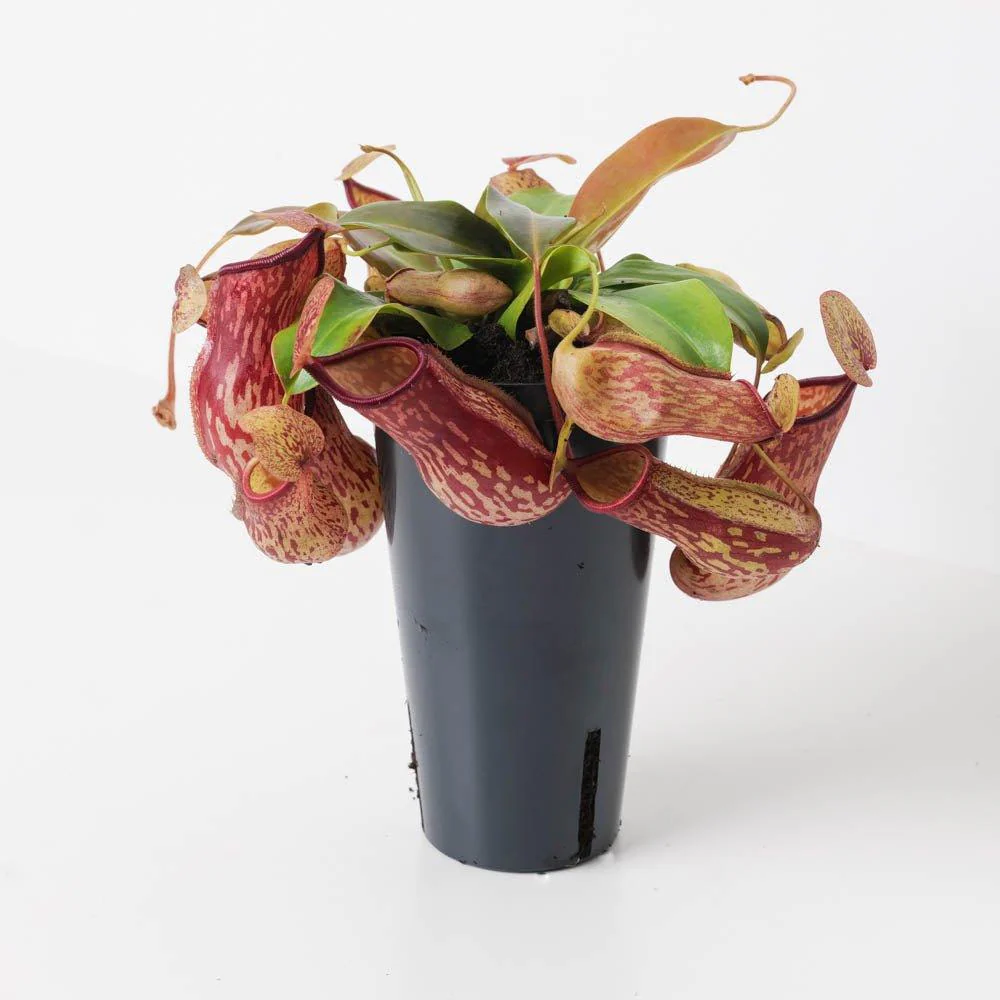 Nepenthes 'Gaya' | Monkey Jar Plant | Pitcher Plant