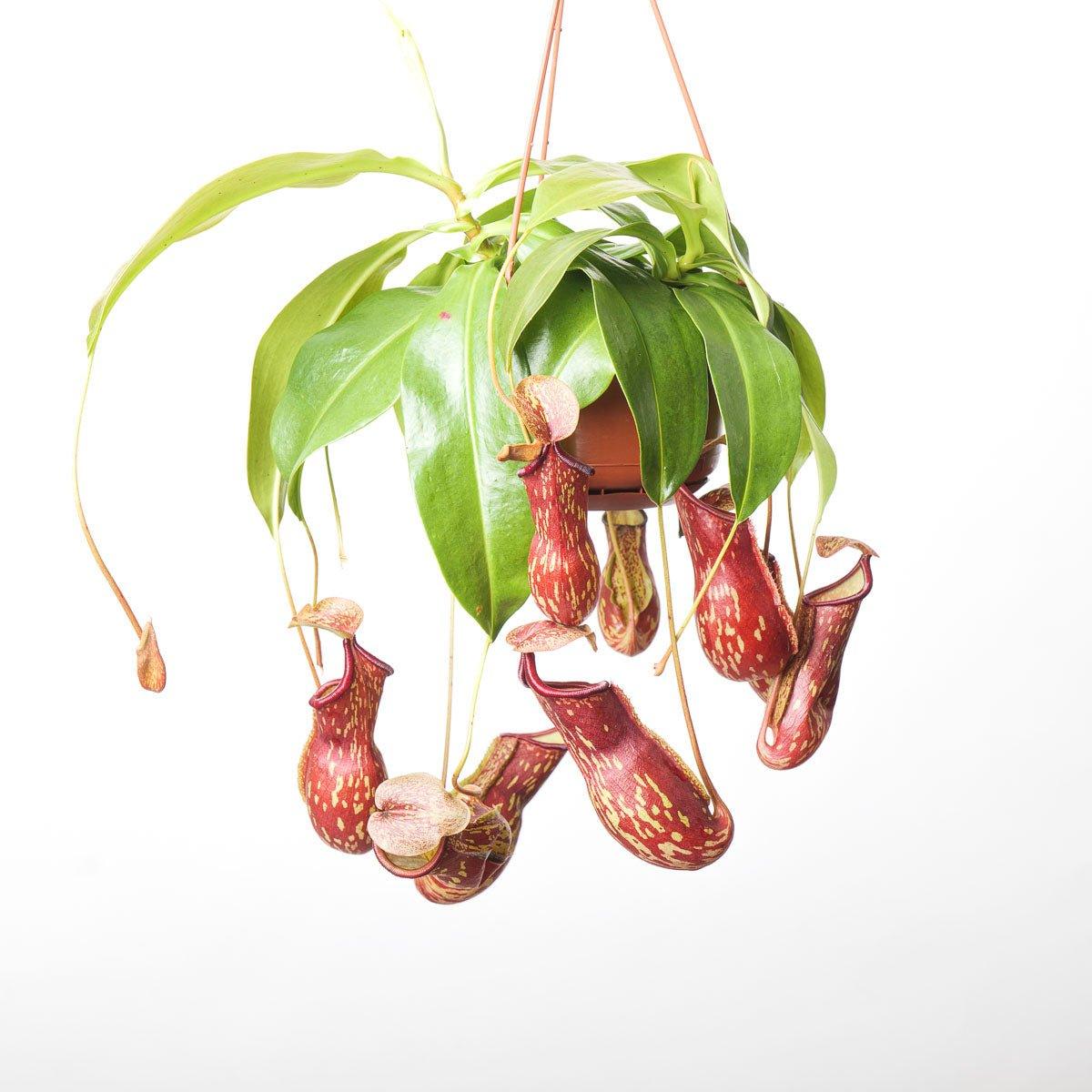 Nepenthes 'Gaya' | Monkey Jar Plant | Pitcher Plant - Image 2