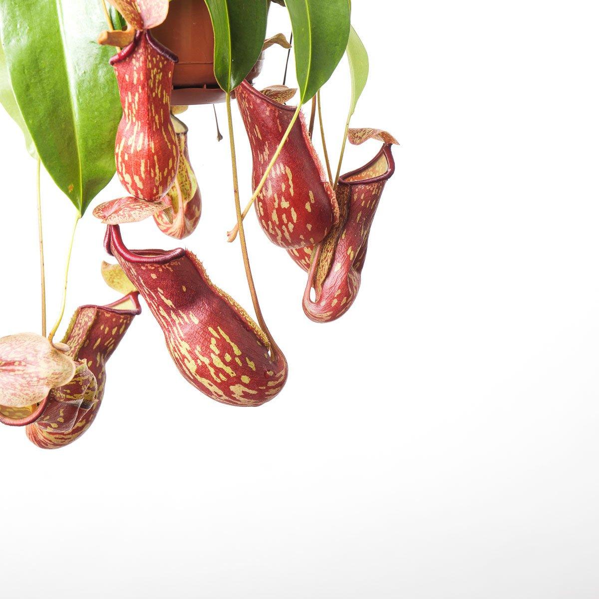 Nepenthes 'Gaya' | Monkey Jar Plant | Pitcher Plant - Image 3