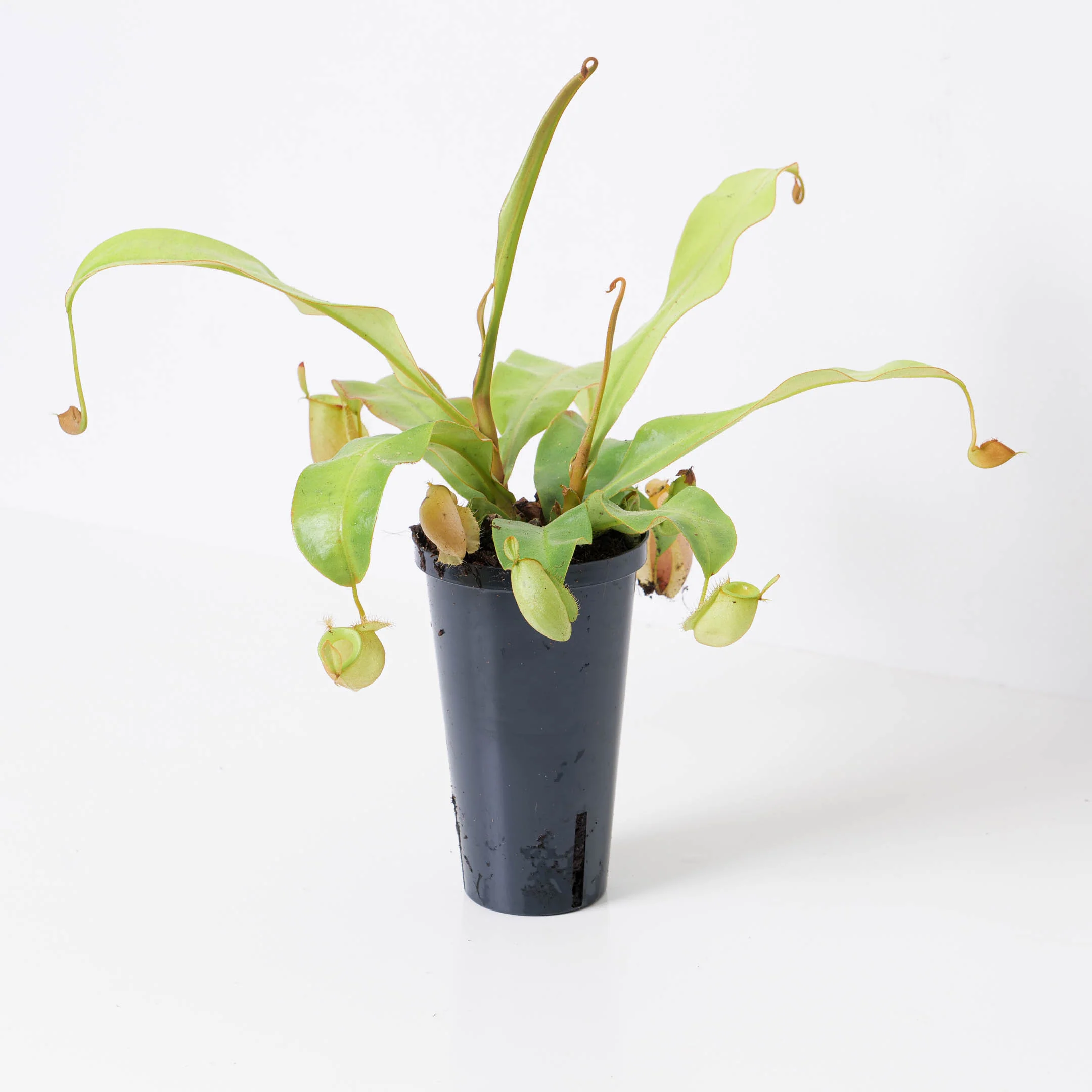 Nepenthes x Hookeriana | Monkey Jar Plant | Pitcher Plant