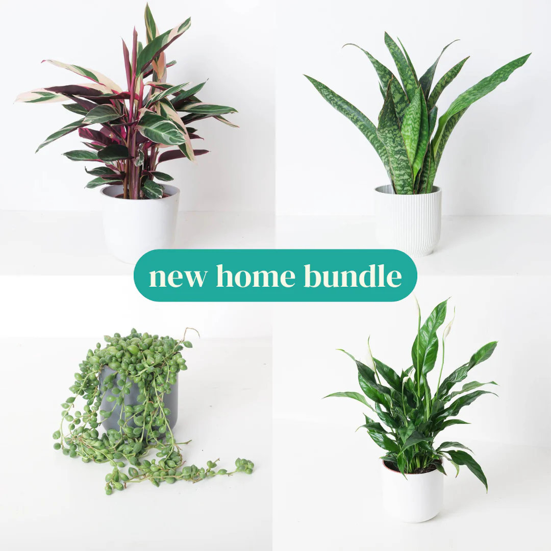 New Home Bundle