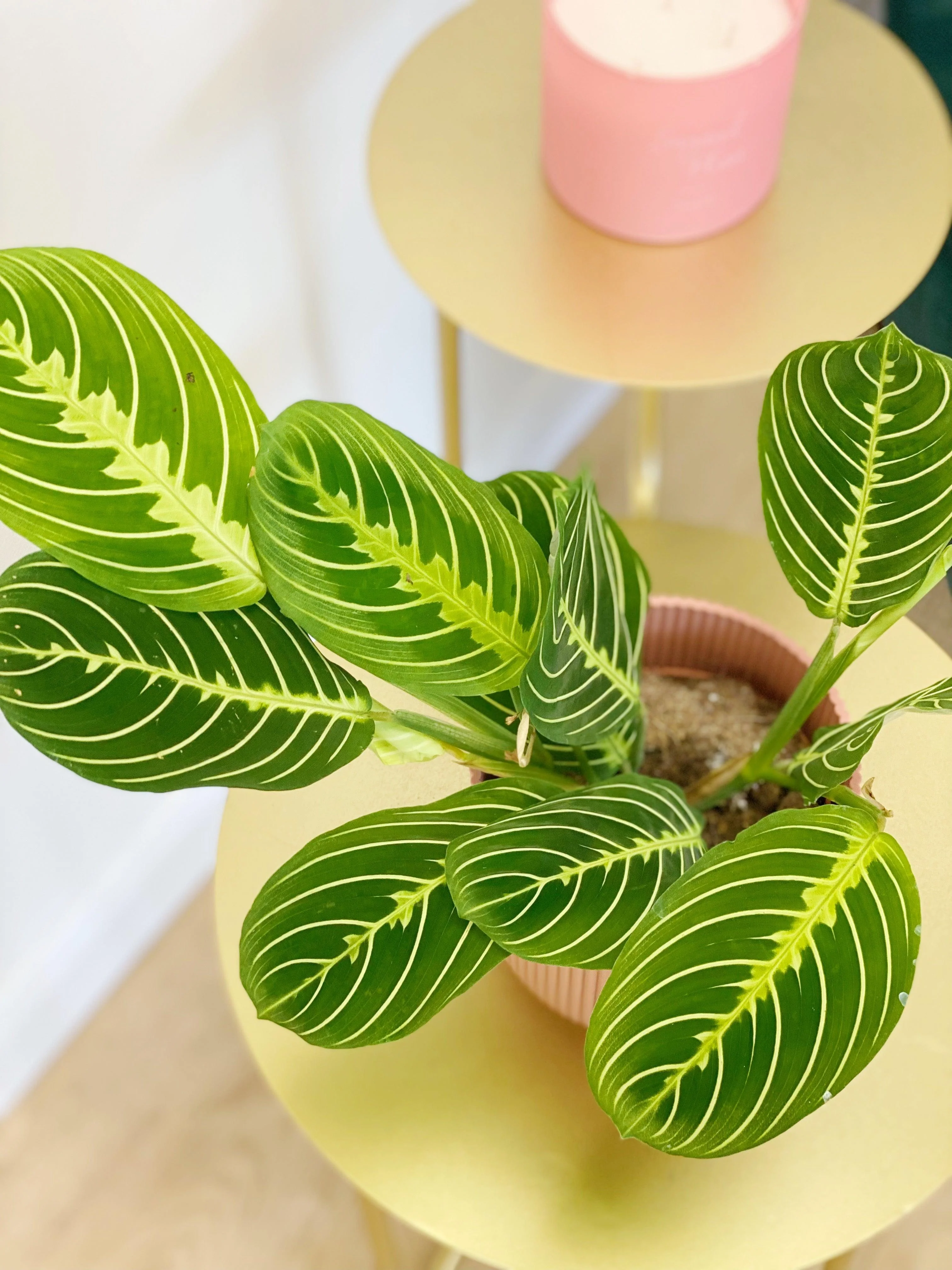 New Plant Parent Bundle (Free eBook included!) - Image 4