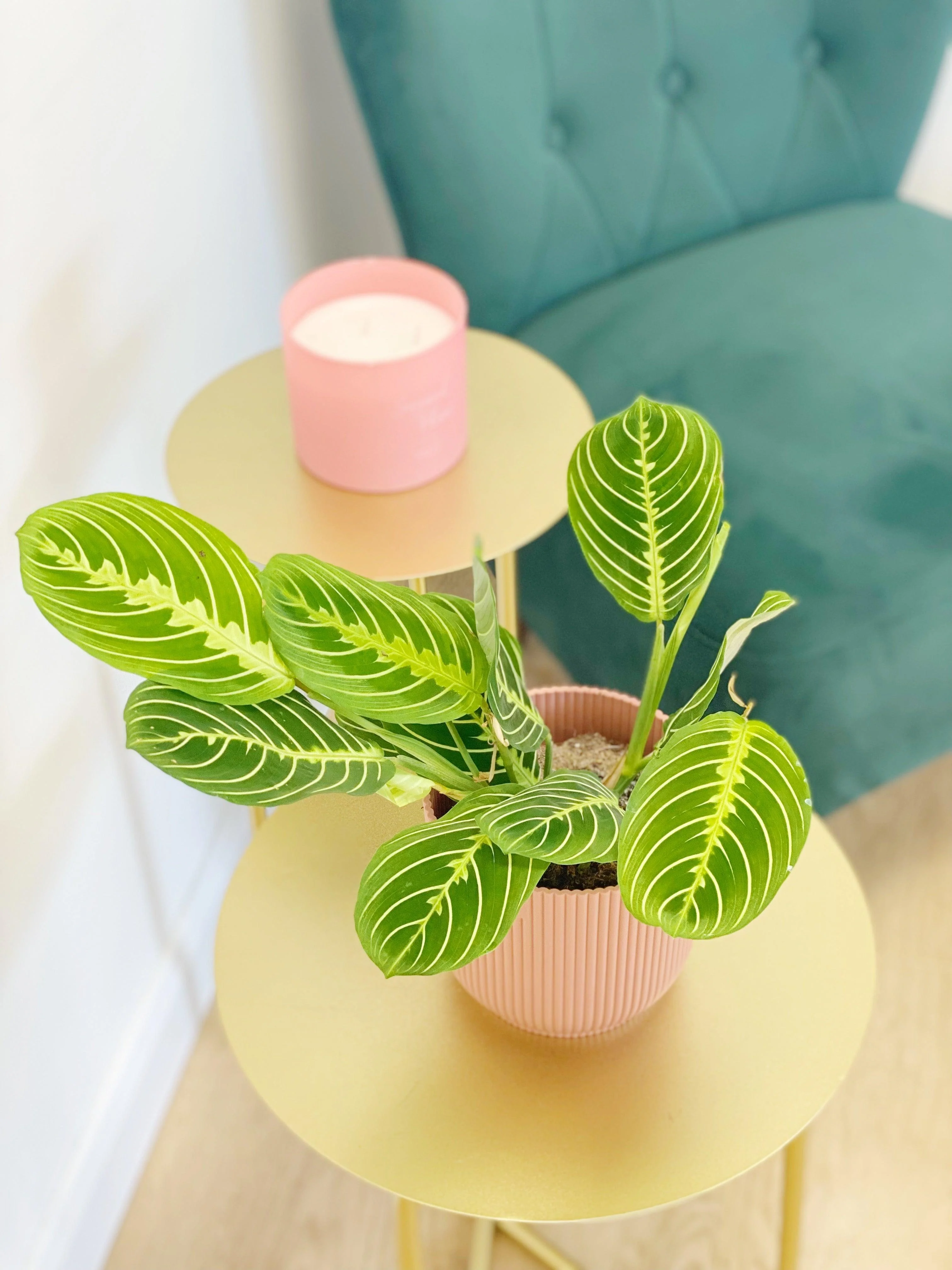 New Plant Parent Bundle (Free eBook included!) - Image 5