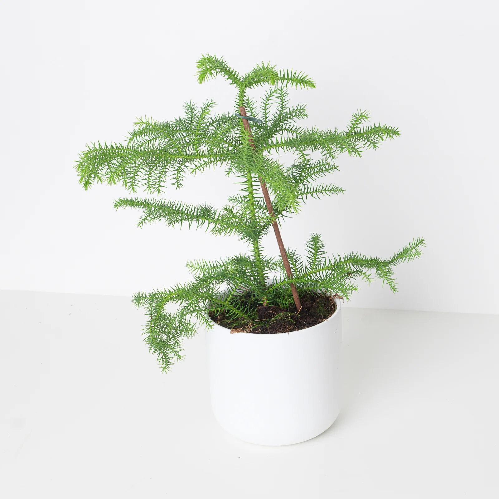 Norfolk Island Pine | Araucaria heterophylla